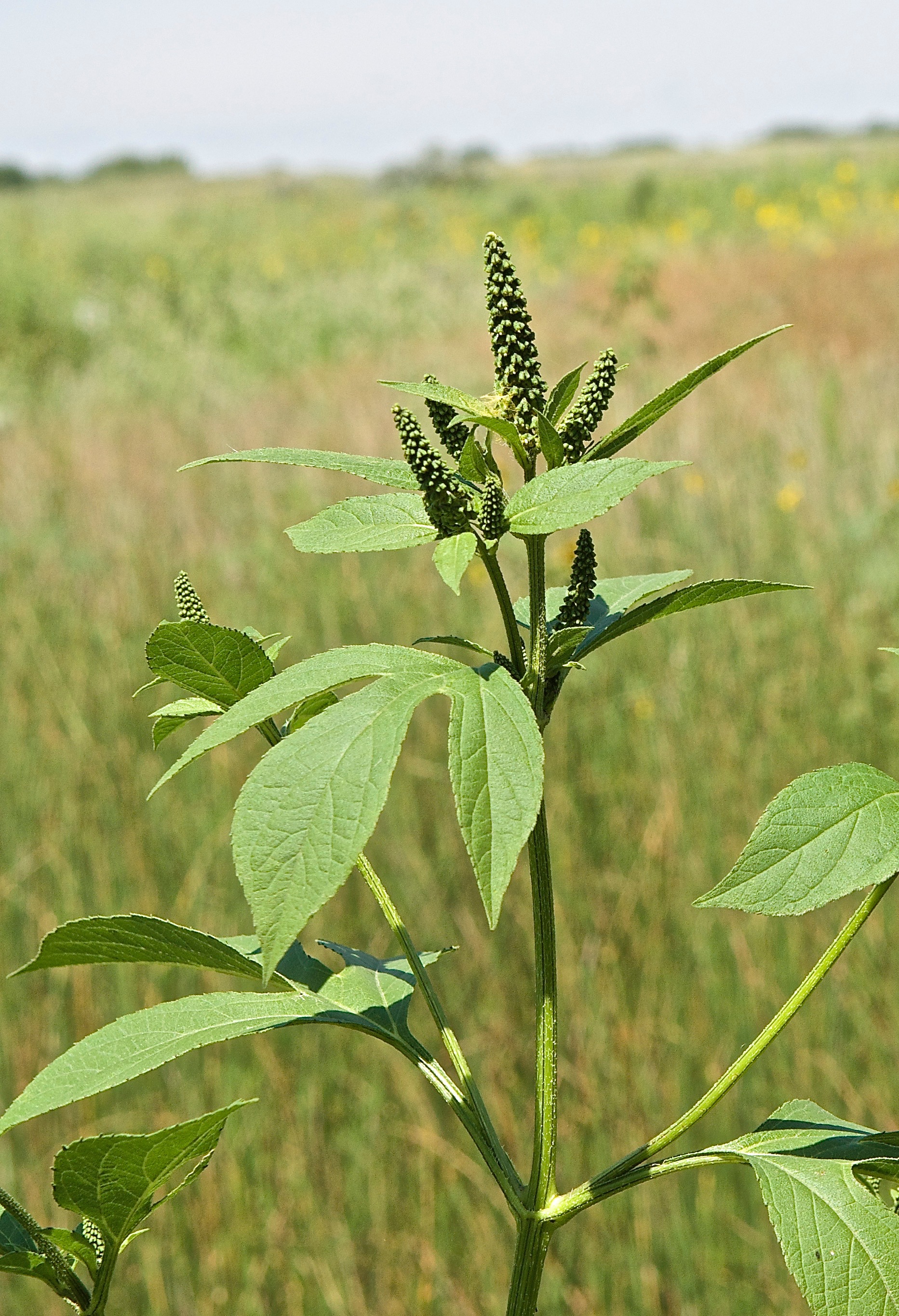 Giant Ragweed (Ambrosia trifida)