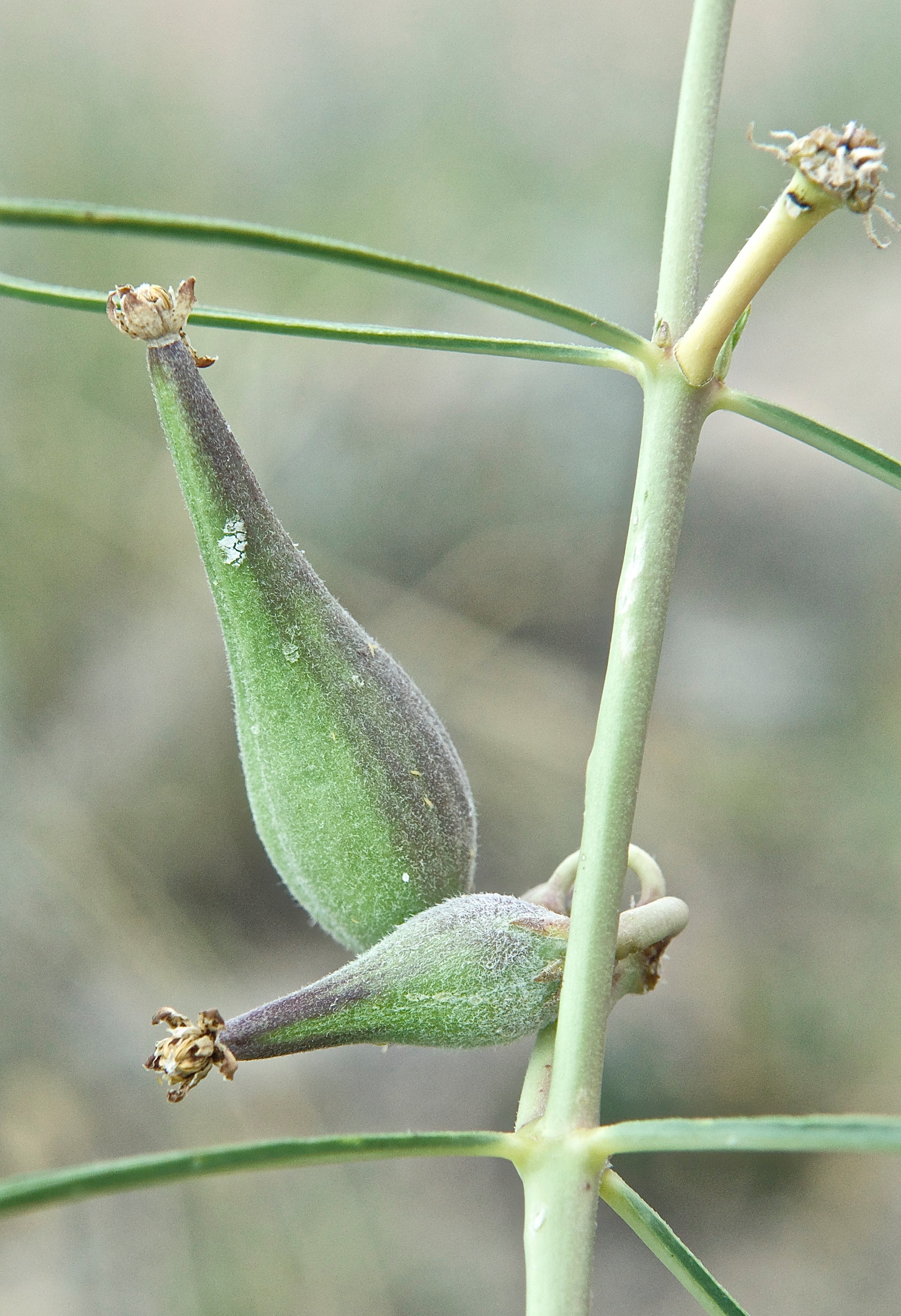 Engleman's Milkweed (Asclepias engelmanniana)