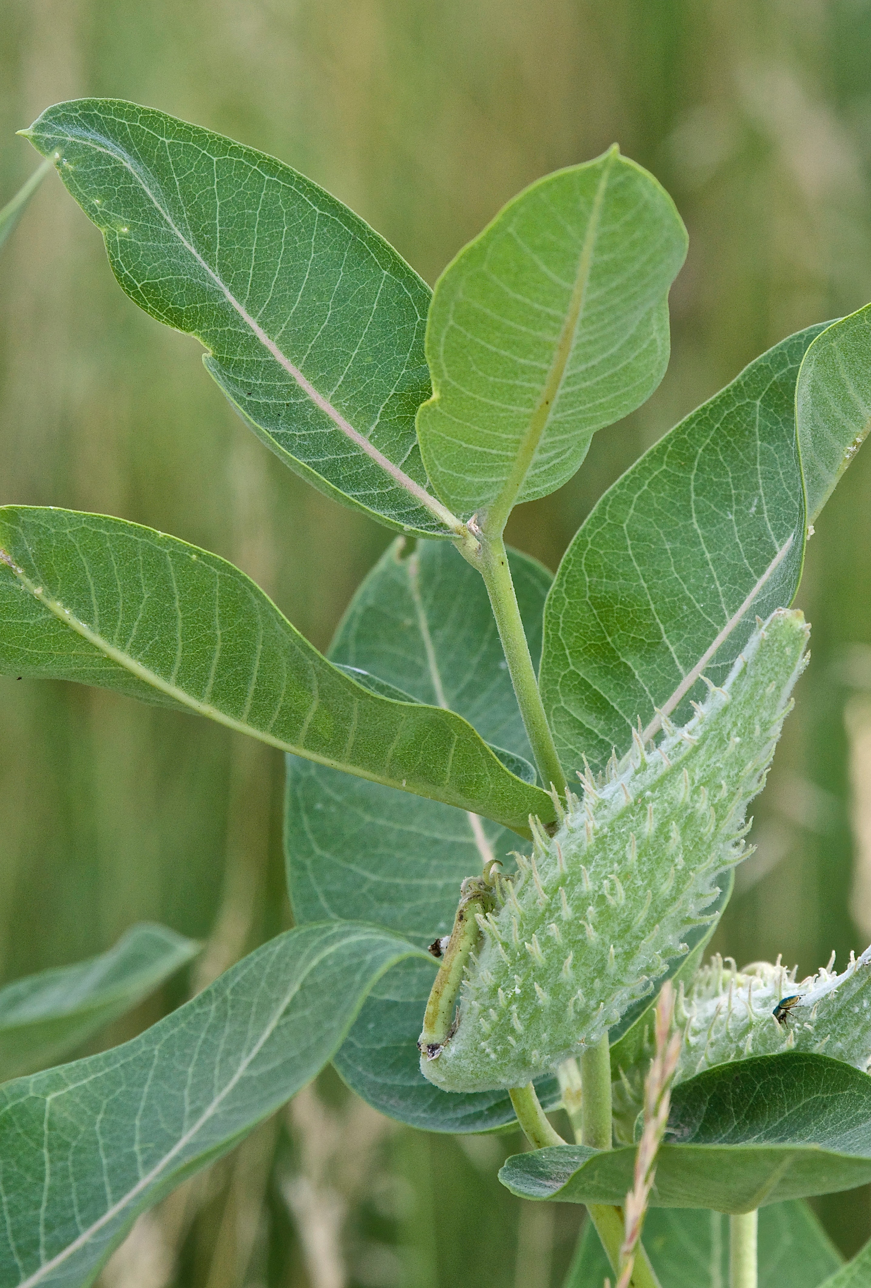 Showy Milkweed (Asclepias speciosa)