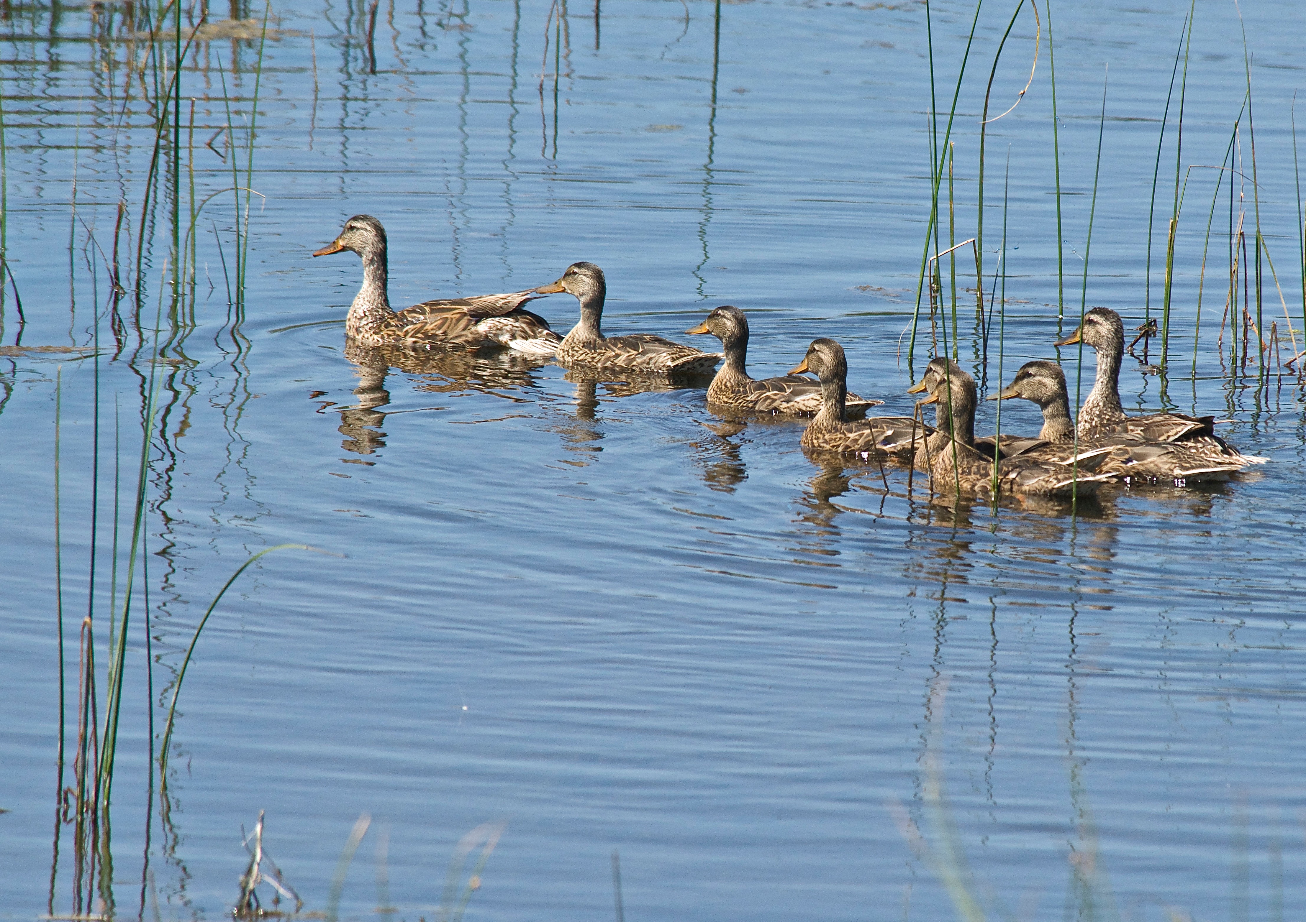 Older Mallard Duck Family