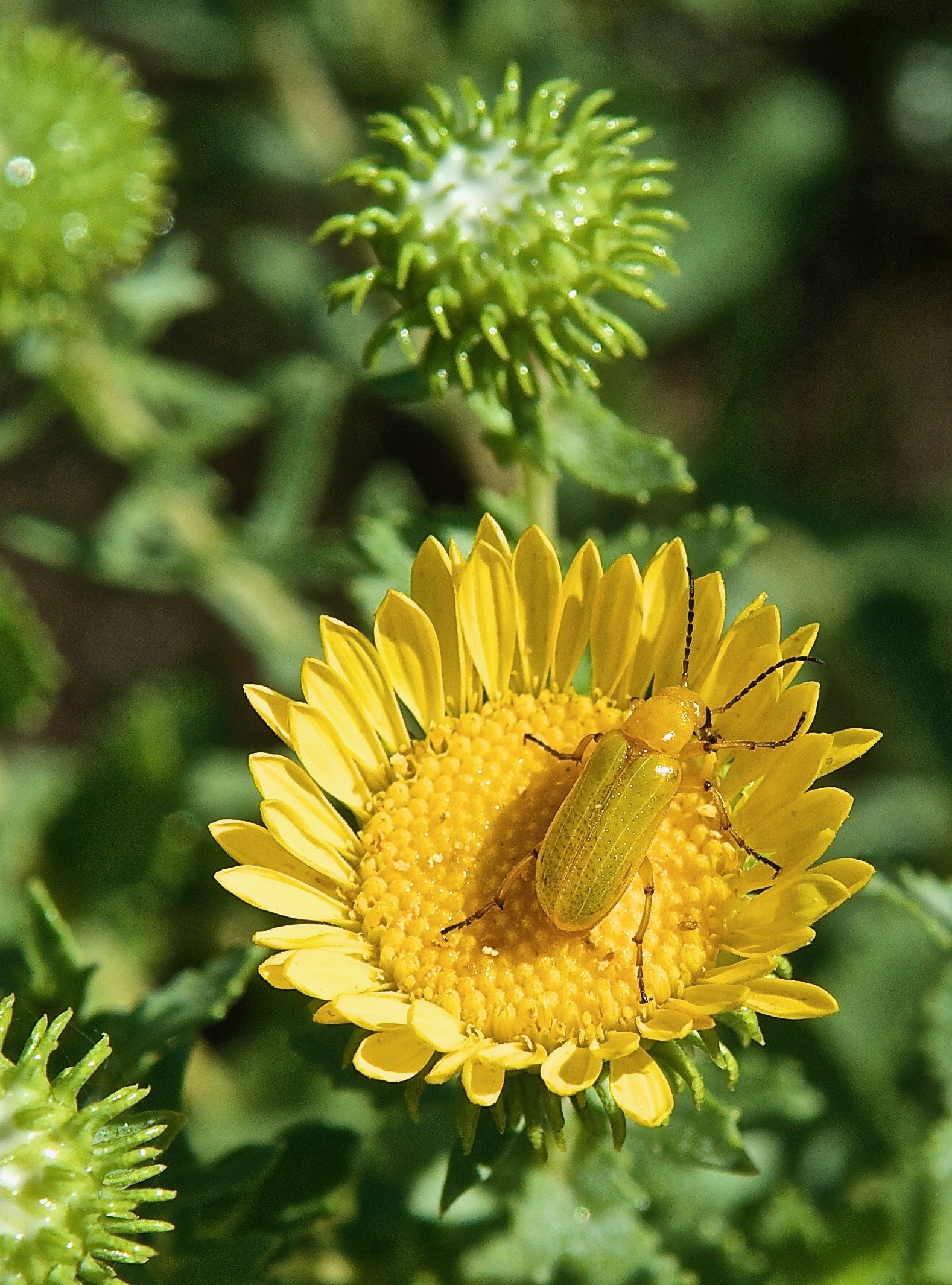 Golden Beetle  (Zonitis sayi) on Gumweed