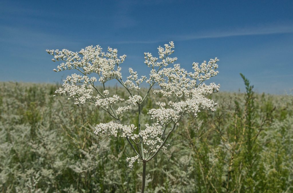 Annual Buckwheat (Eriogonum annuum) Plants and Animals of Northeast Colorado