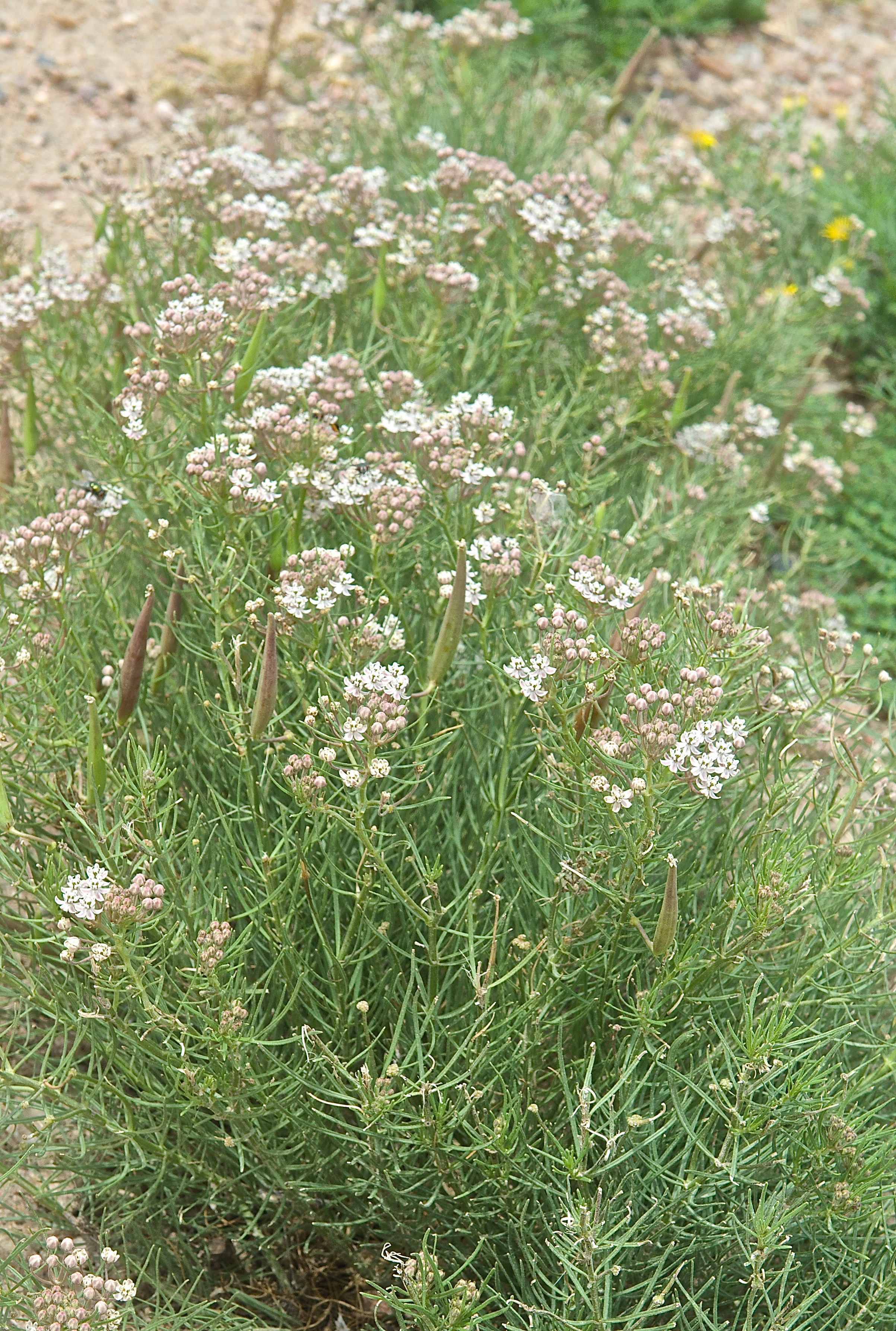 Plains Milkweed (Asclepias pumila)