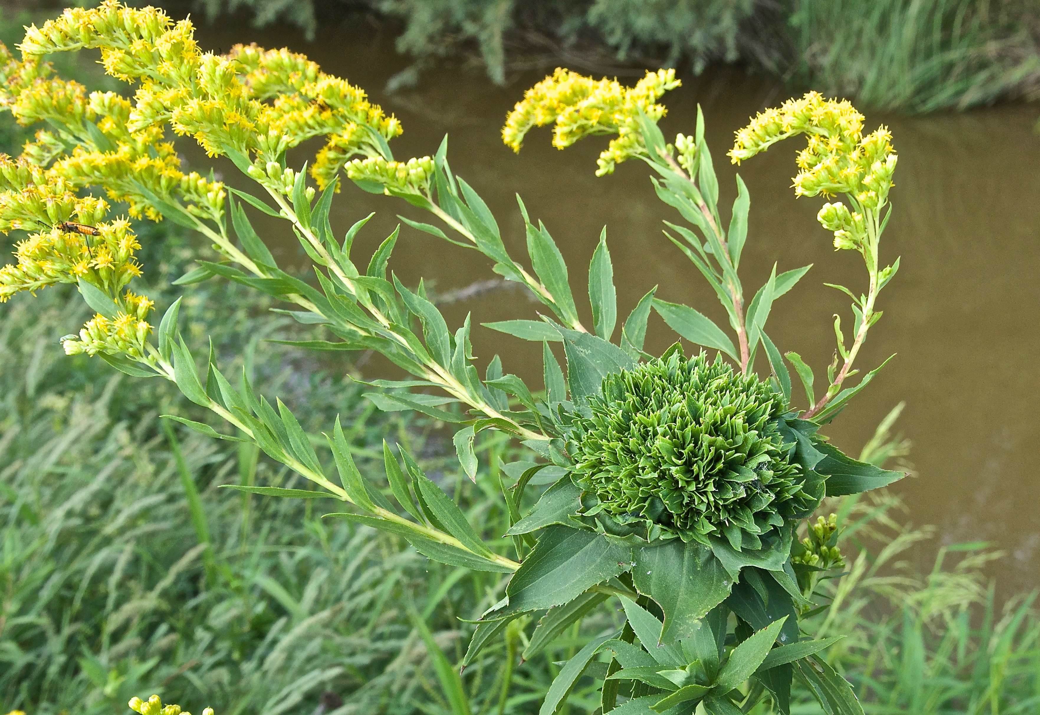 Canada Goldenrod (Solidago canadensis) Gall