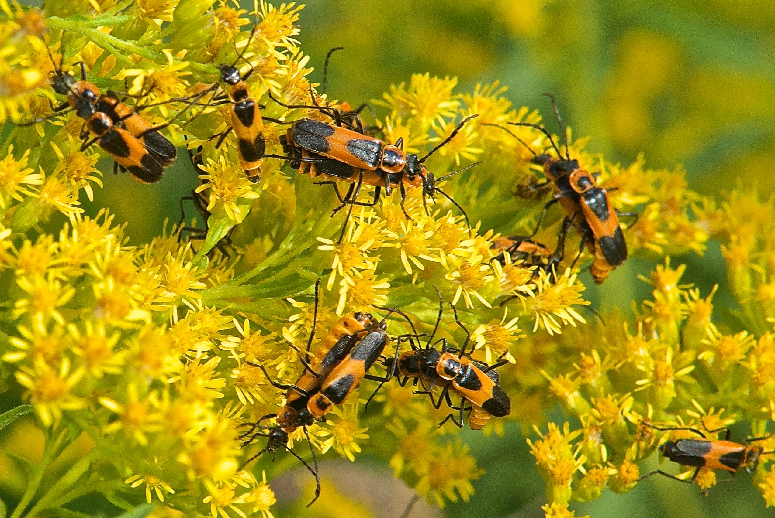 Goldenrod Soldier Beetles on Canada Goldenrod (Solidago canadensis)