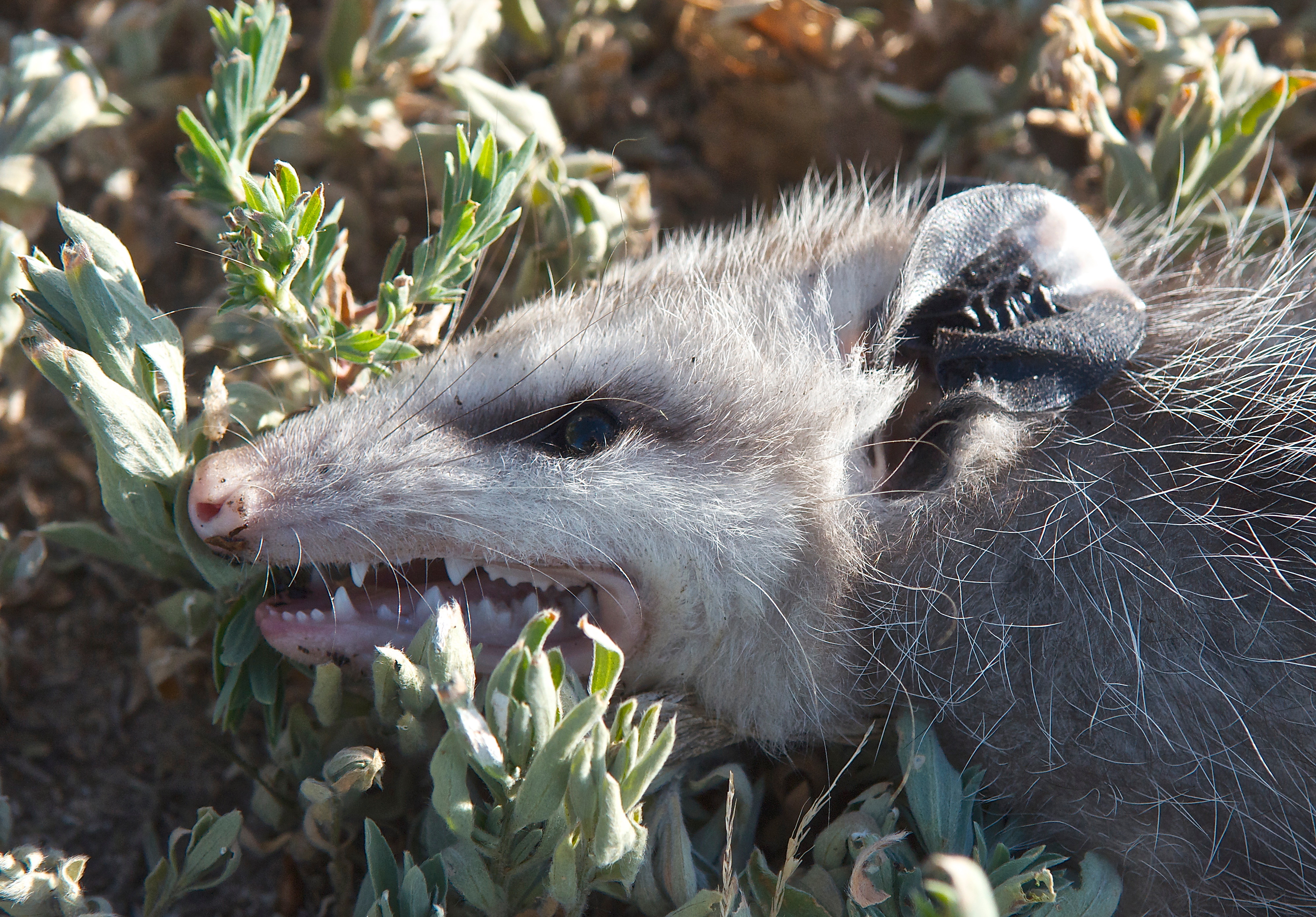 "Dead Opossum"