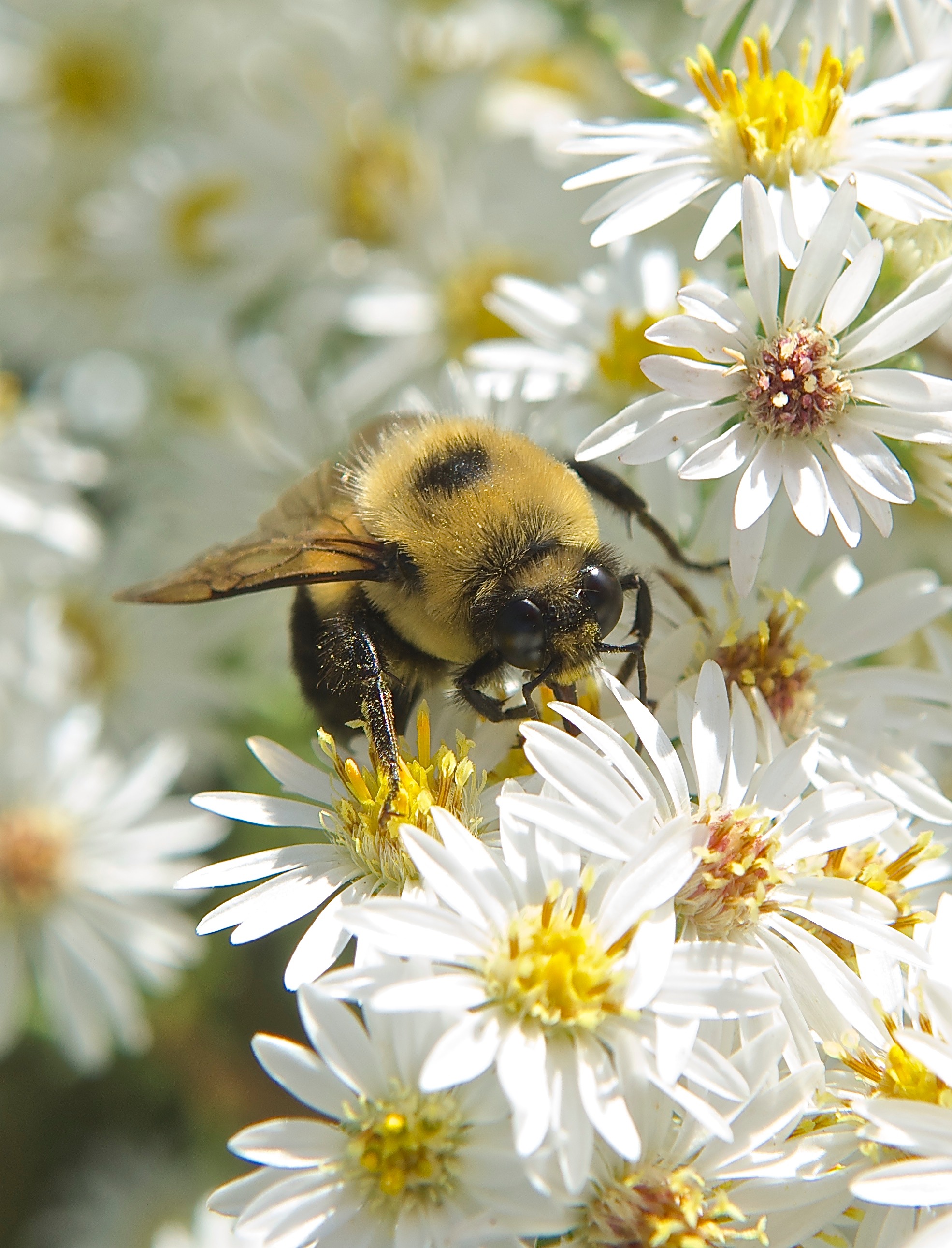 Bumble Bee on Heath Aster (Symphyotrichum ericoides)