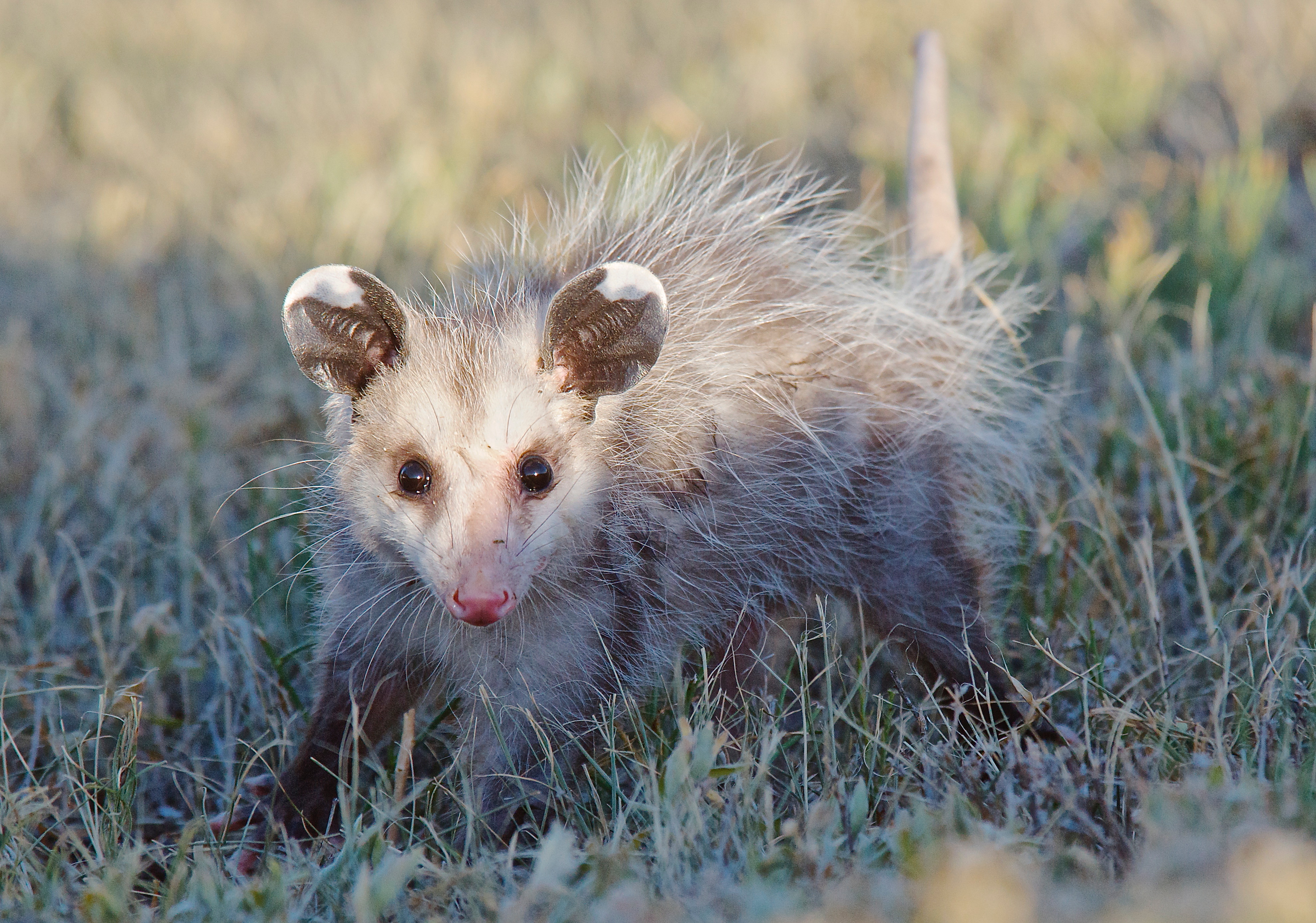 Opossum