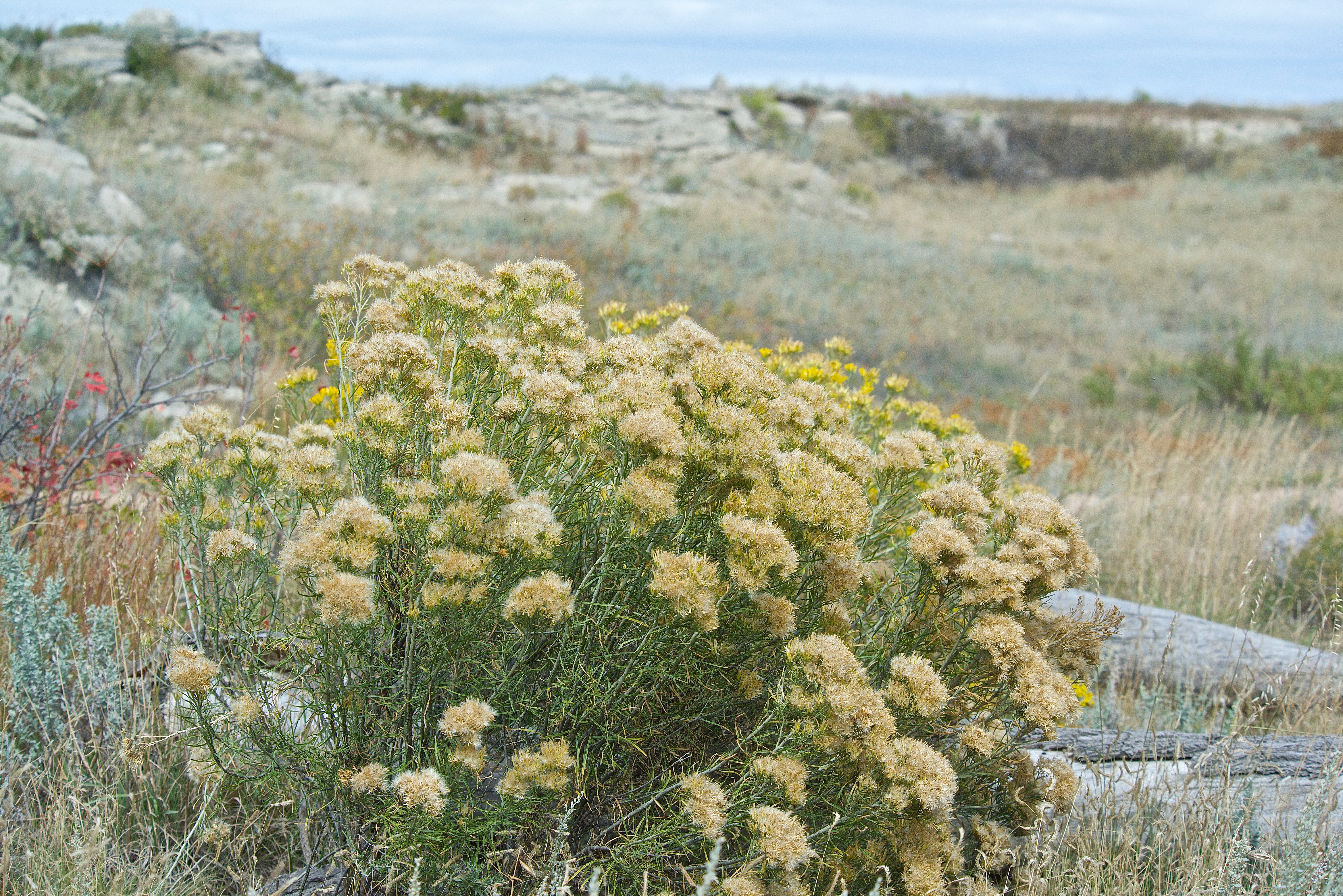 Rubber Rabbitbrush (Ericameria nauseosa) (In Decline)