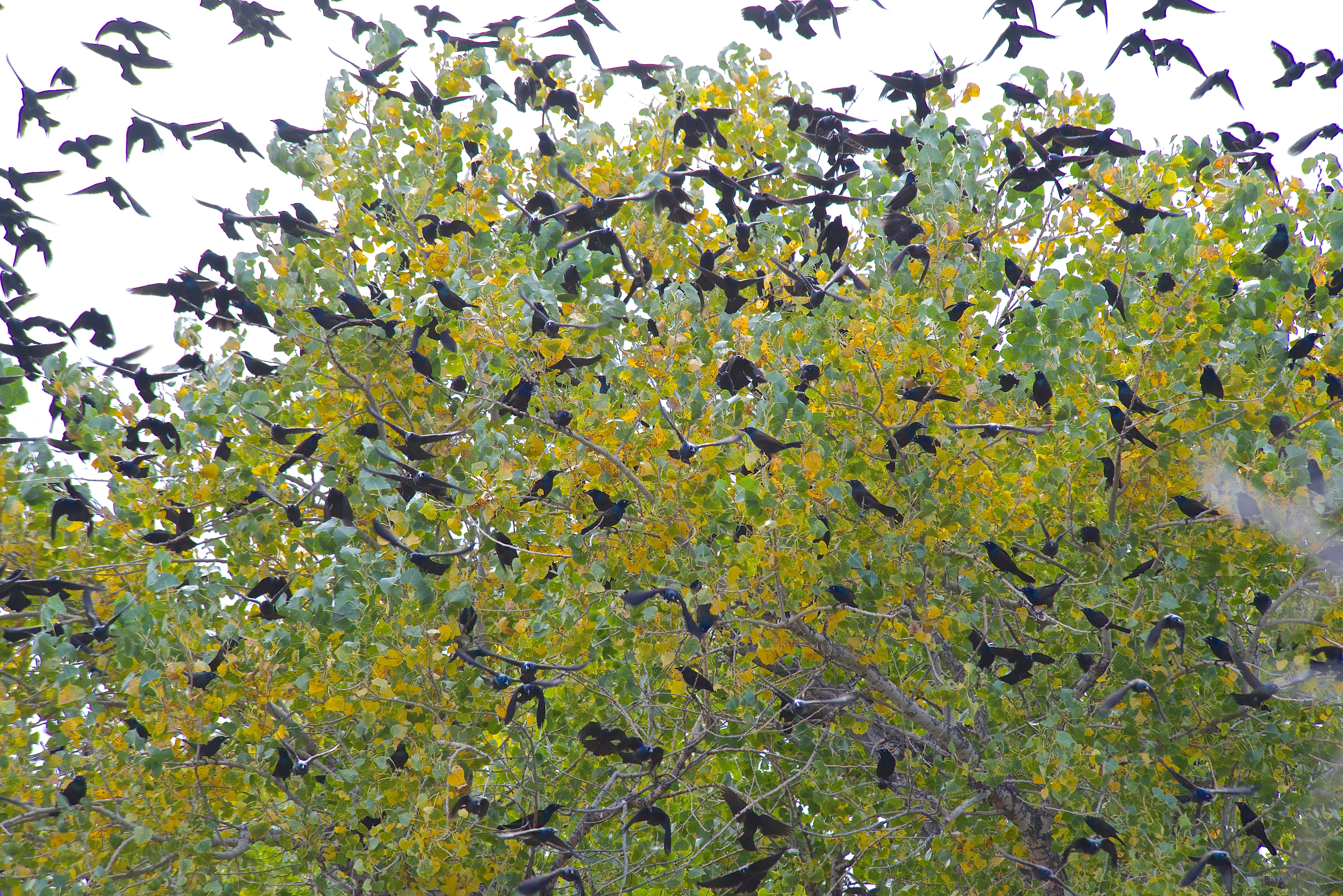 Common Grackles Migrating