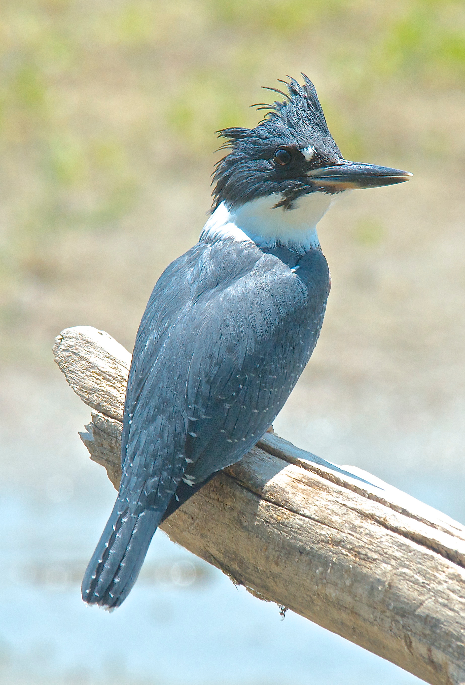 Young Belted Kingfisher