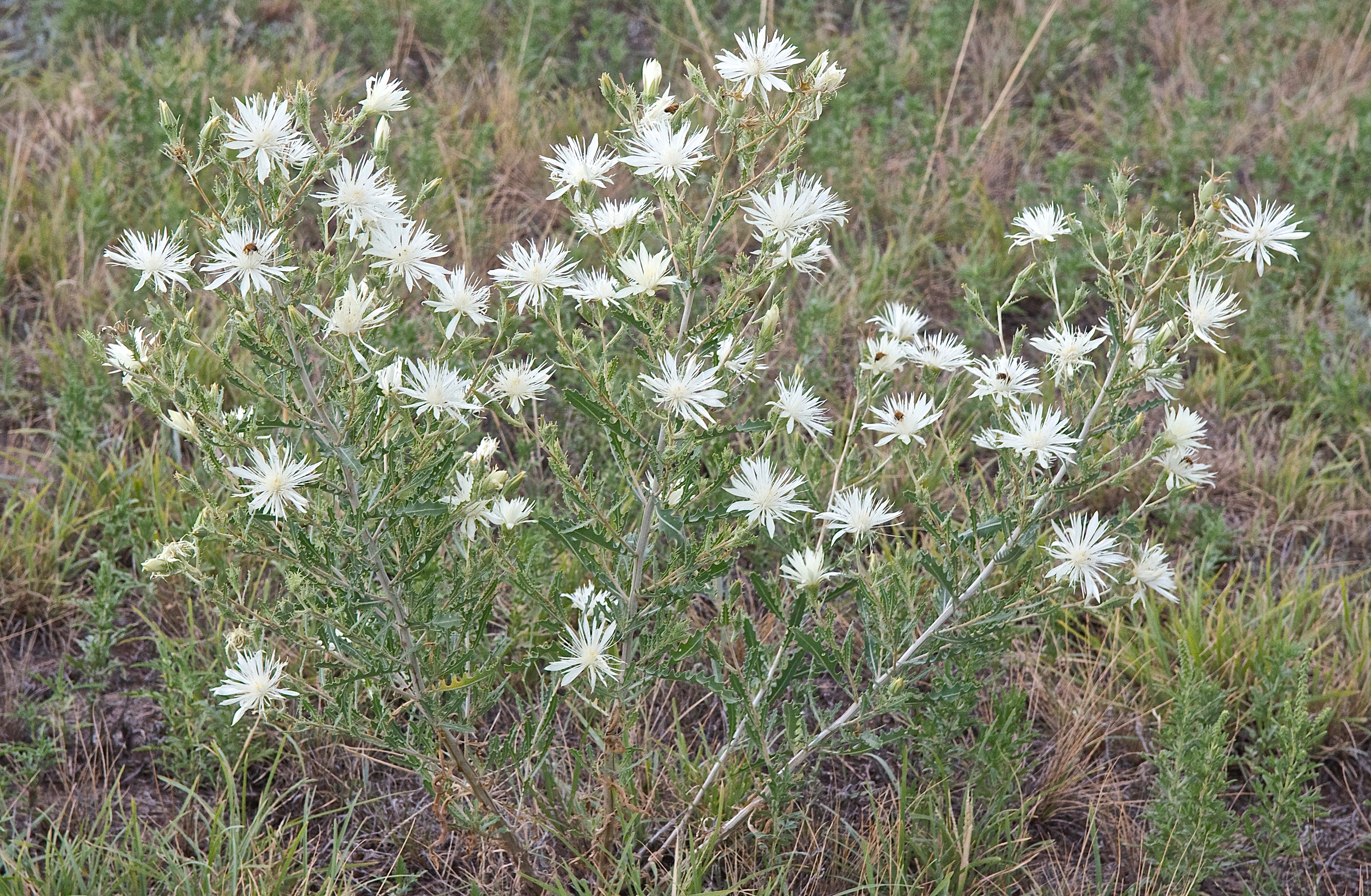 Bractless blazingstar - Mentzelia nuda (Deep Taproot)