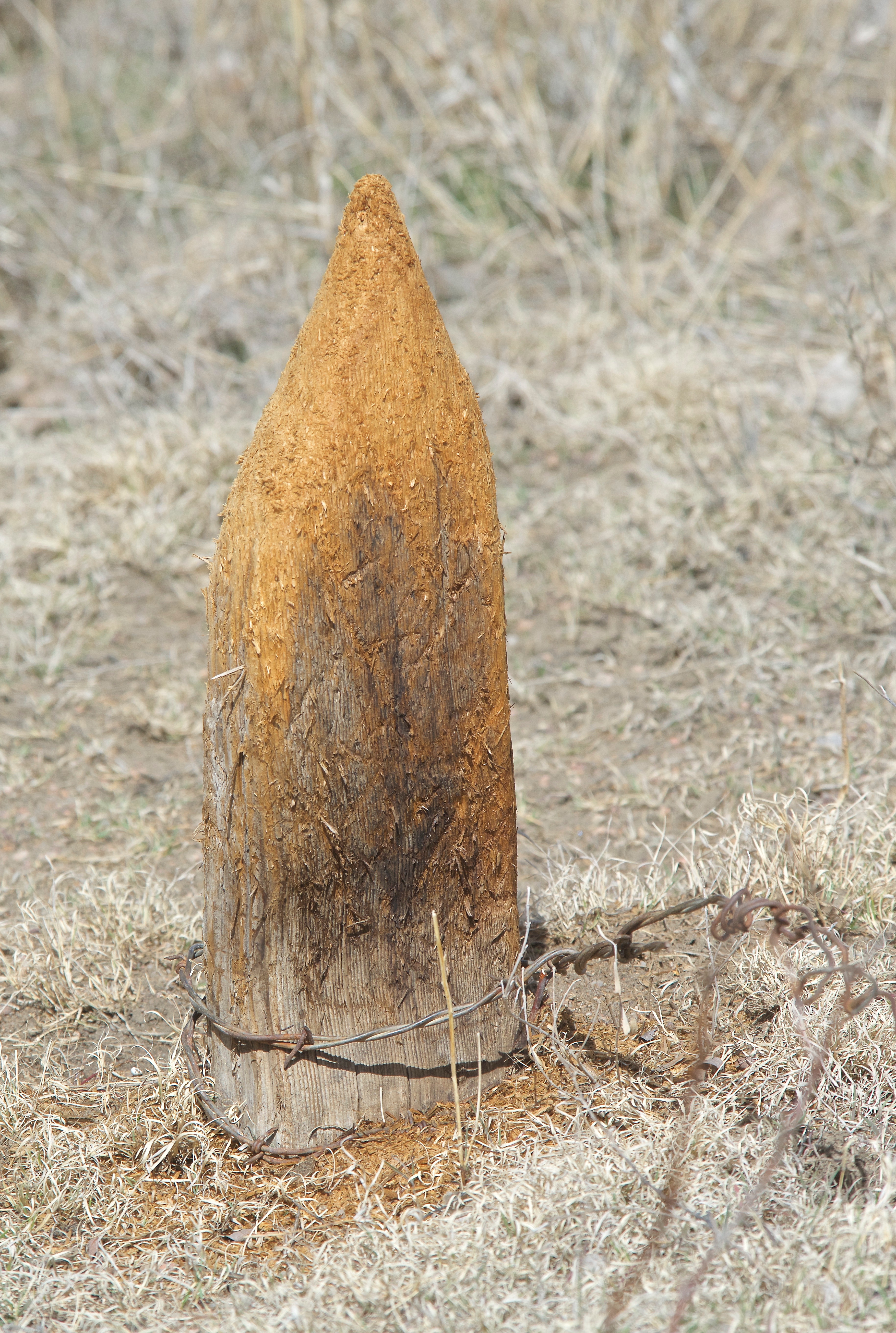 Fence Post Sharpened to a Nubbing by Deer