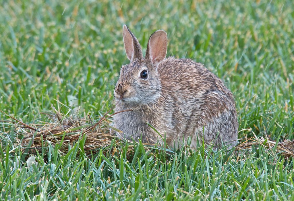 Baby Cottontail Rabbits - Plants and Animals of Northeast Colorado