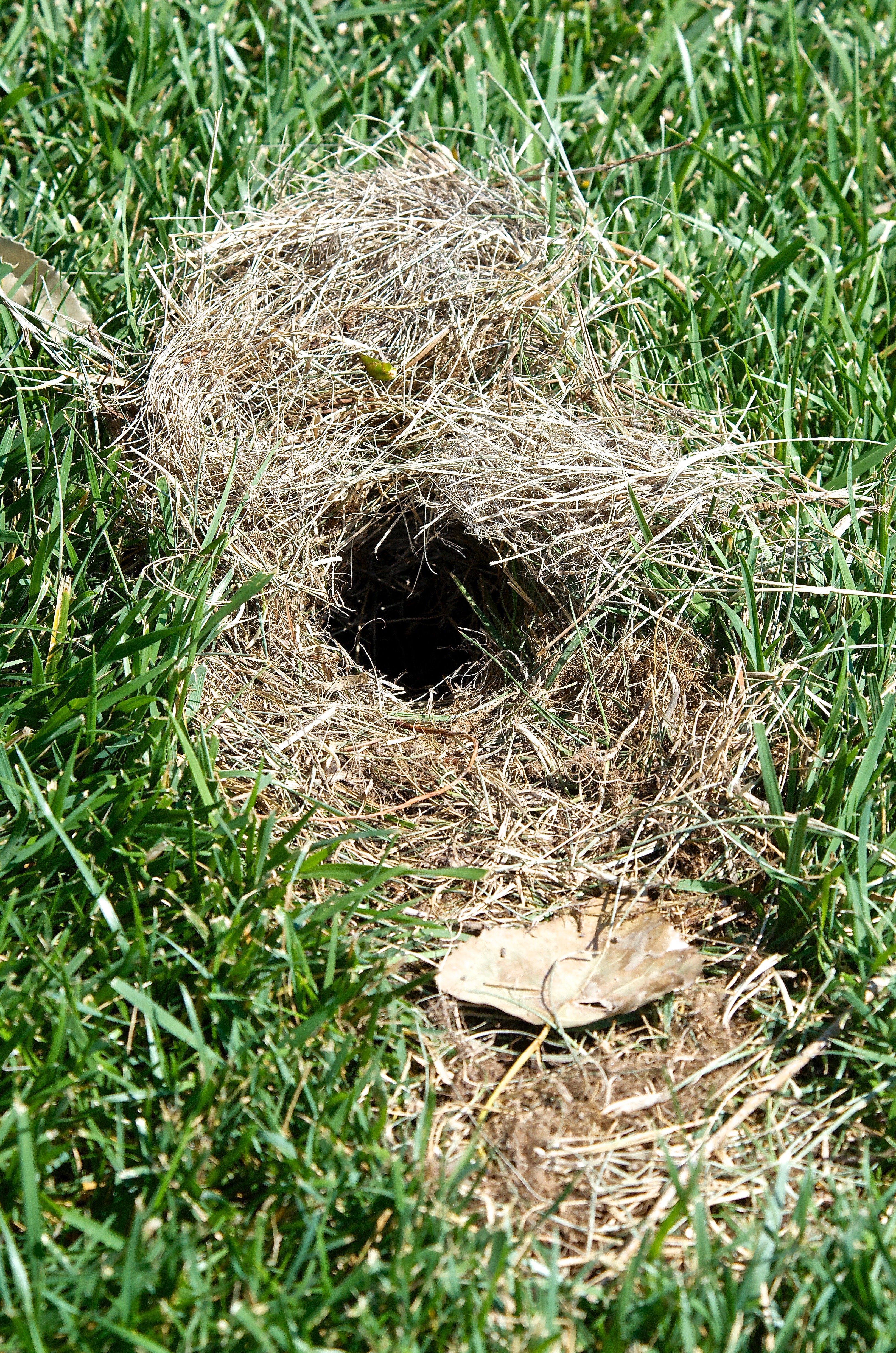 Cottontail Nesting Hole