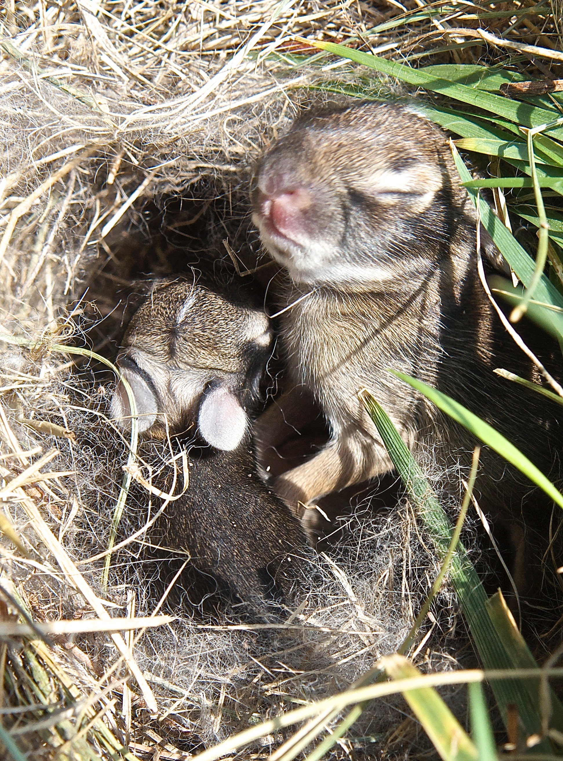 Baby Cottontails (Day 5)