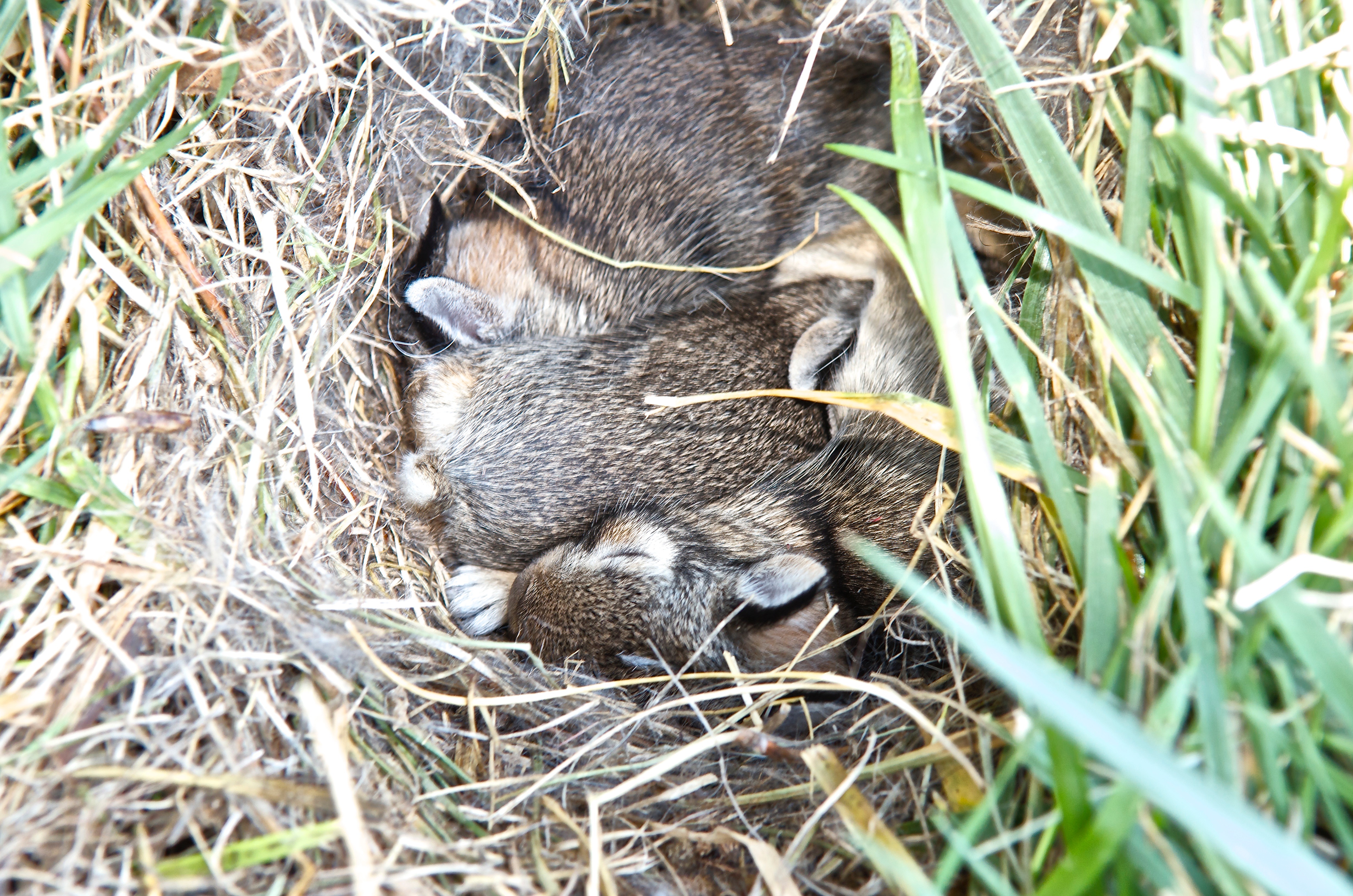 Baby Cottontails (Day 9)