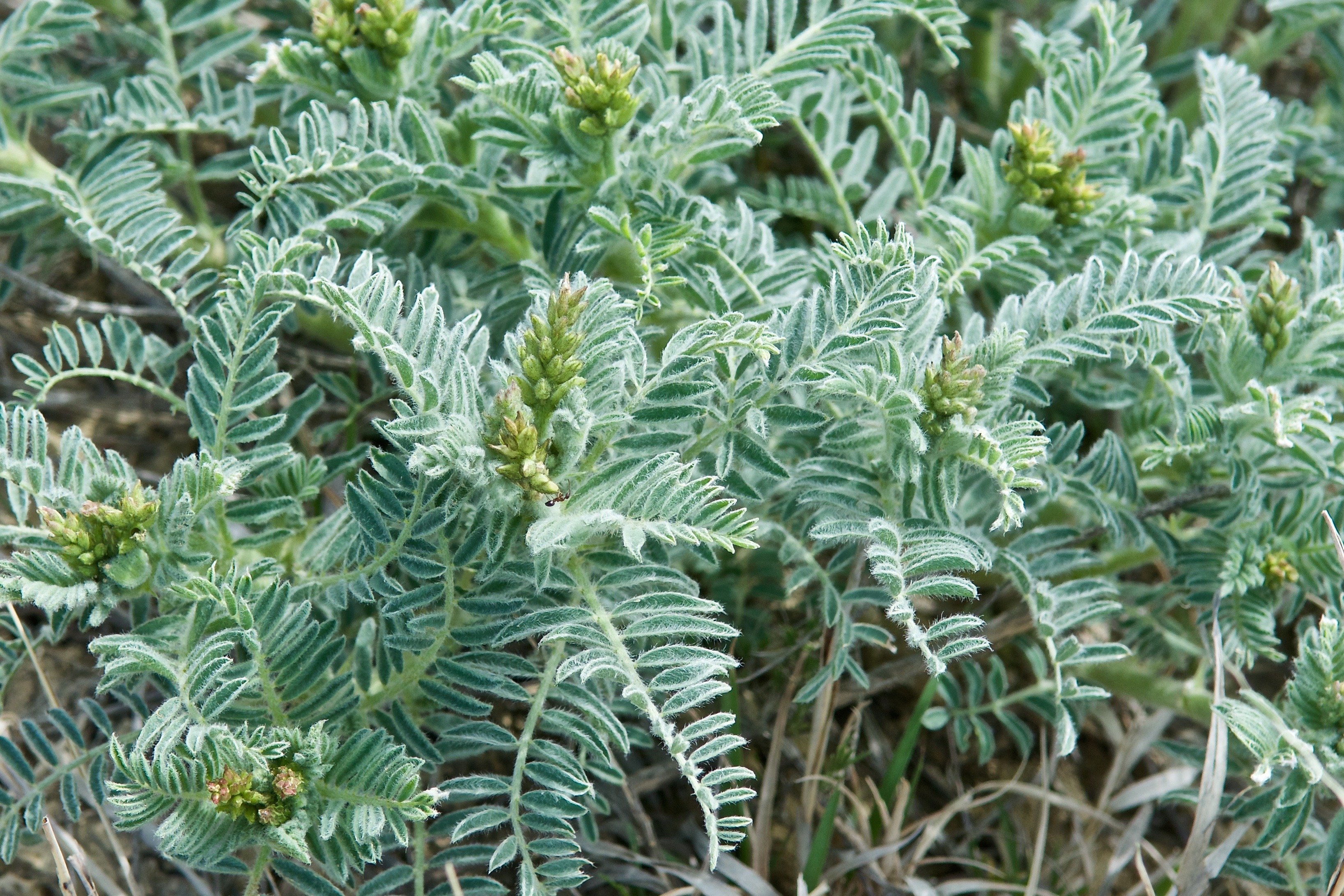 Parry's Milkvetch (Astragalus parryi)