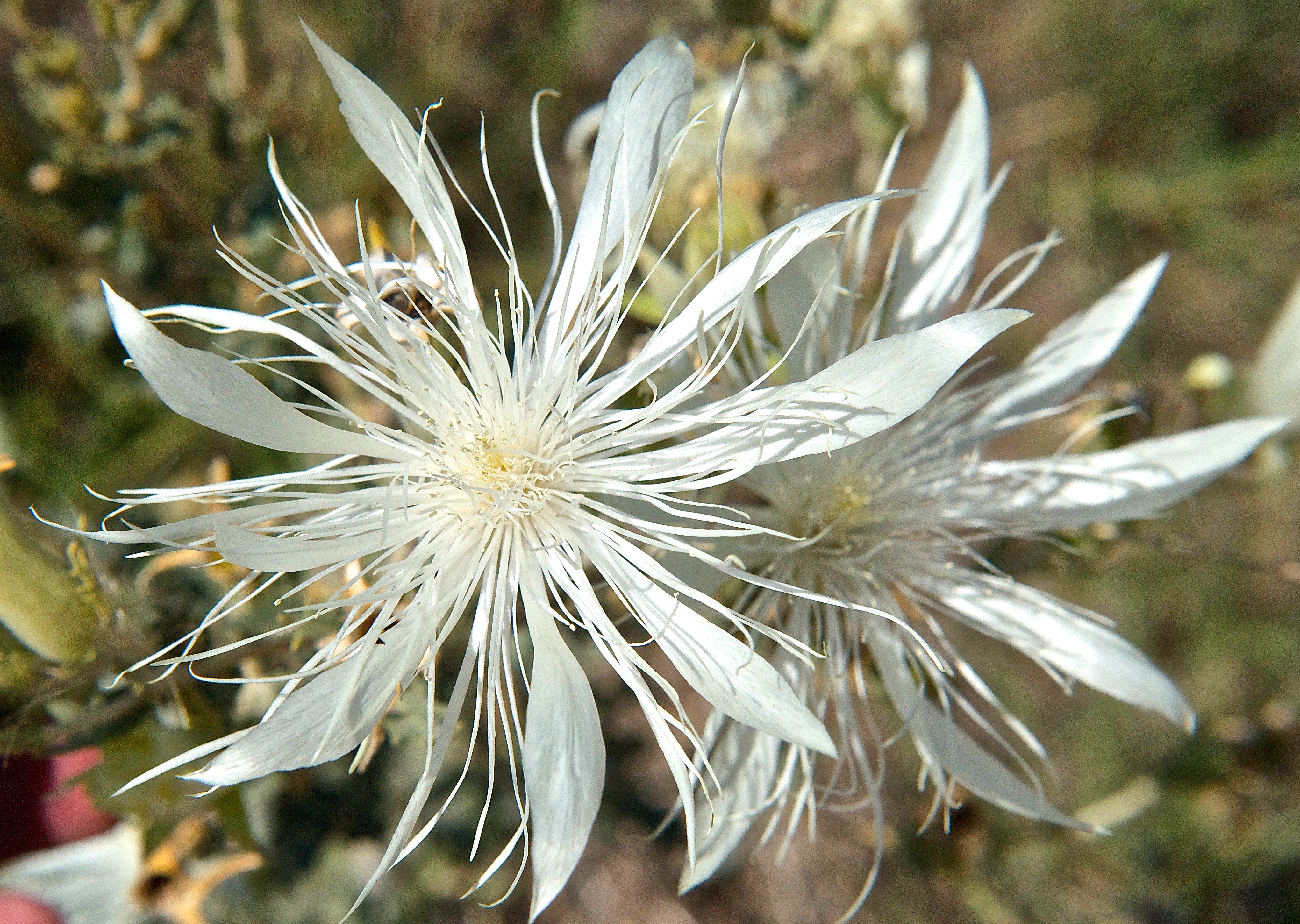 Bractless blazingstar (Mentzelia nuda)