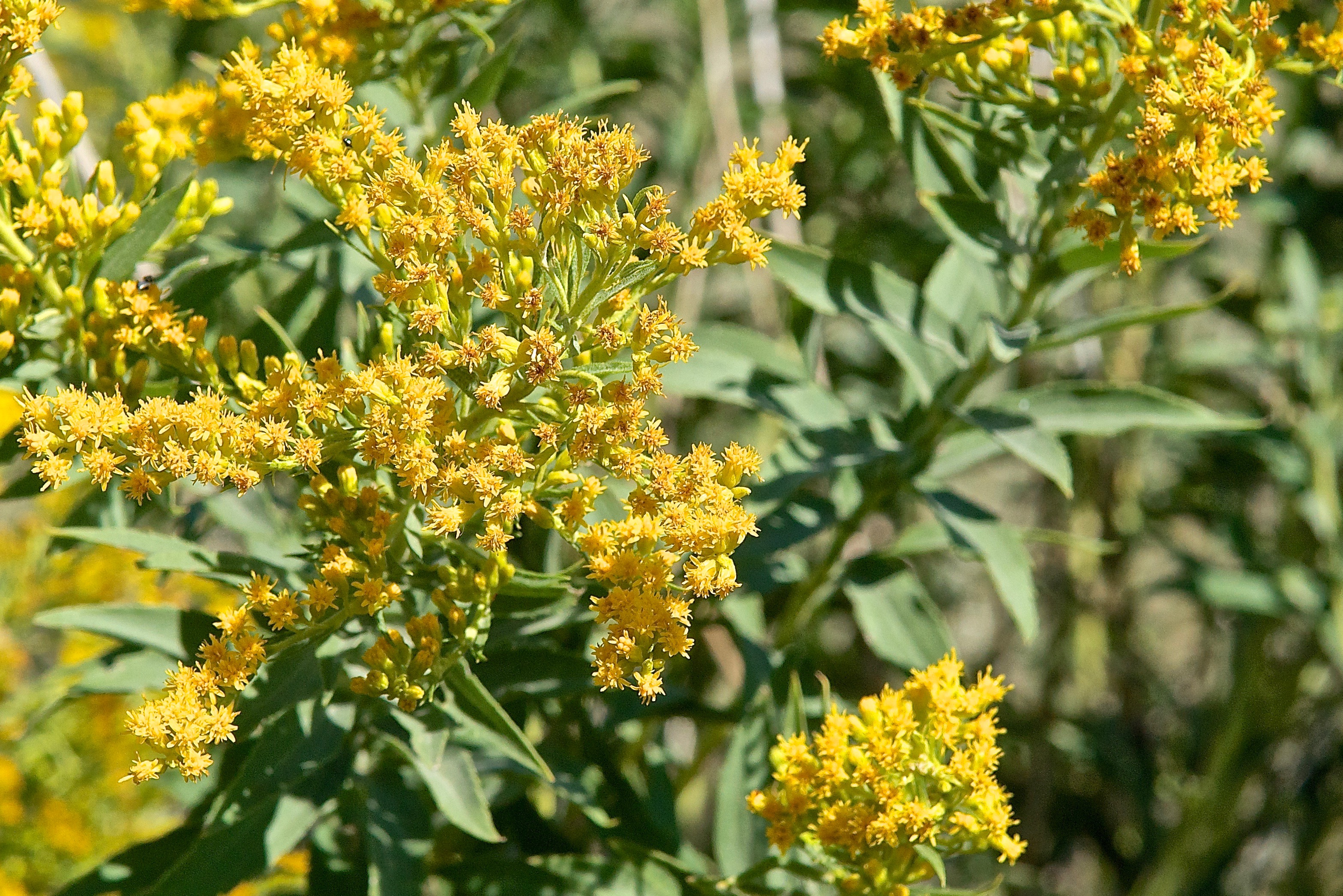 Canada Goldenrod (Solidago canadensis)