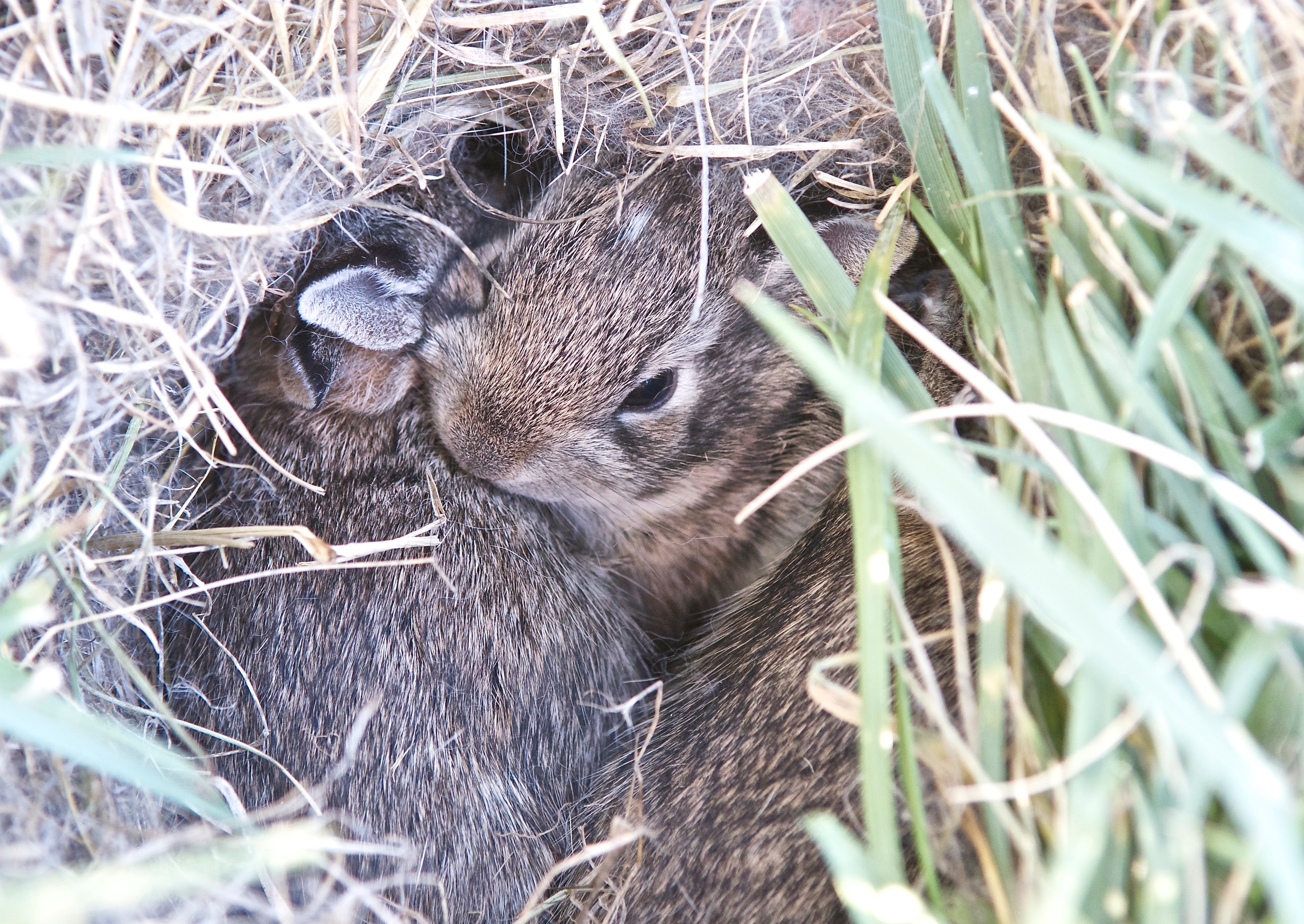 Baby Cottontails (Day 11)