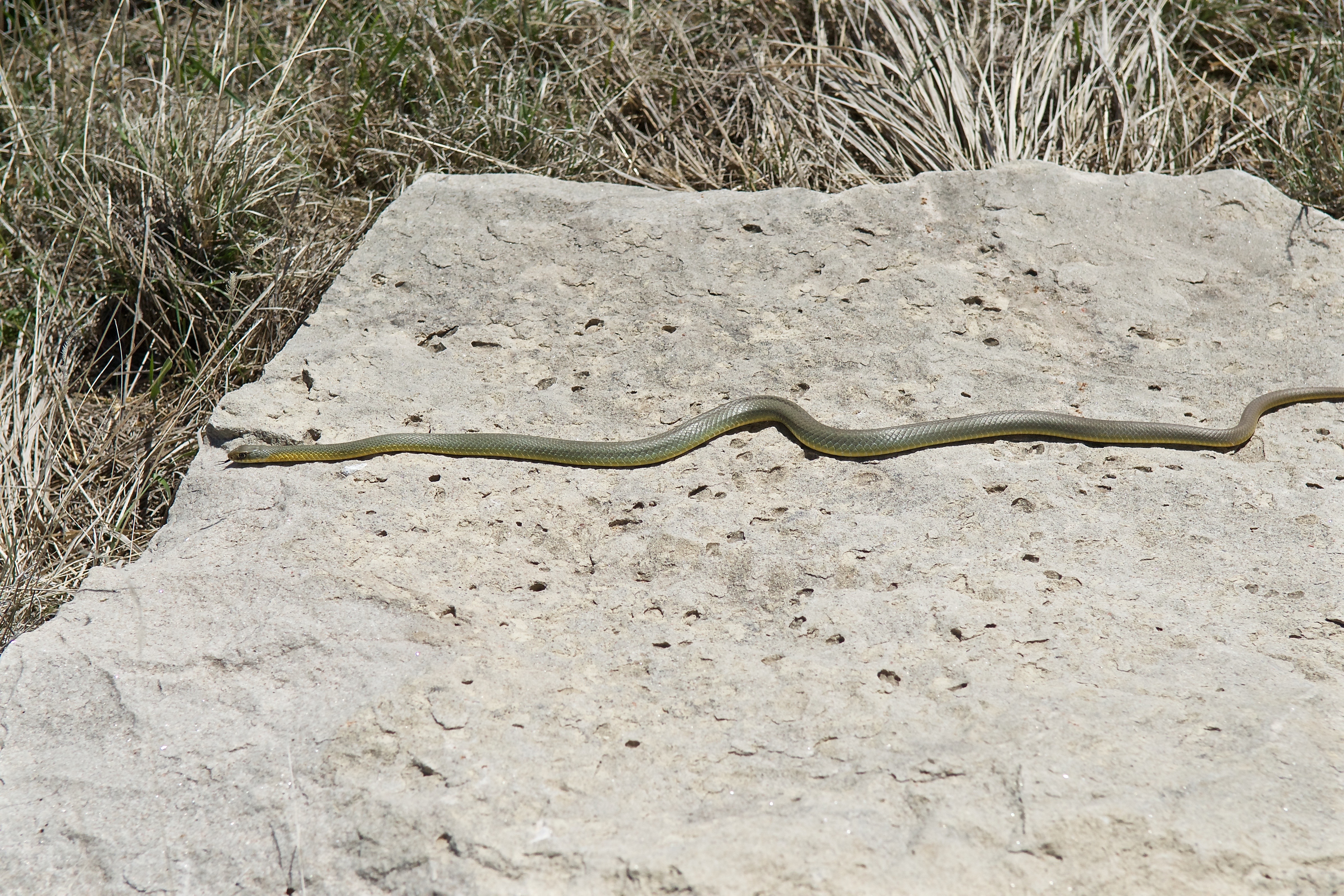 Yellow-Bellied Racer