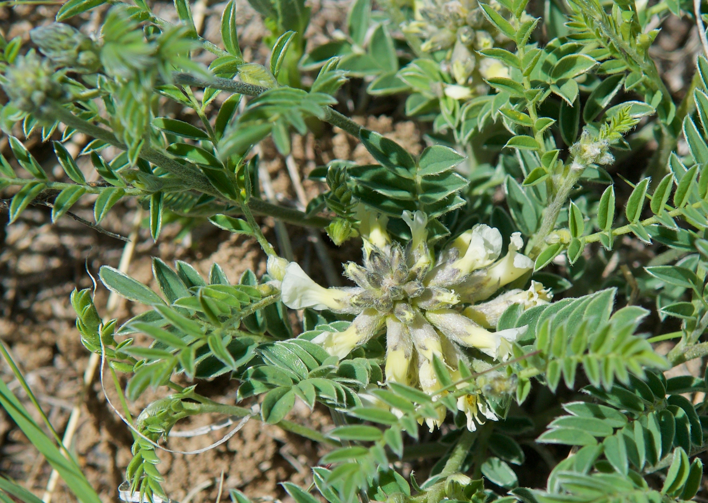 Sophora nuttalliana or Vexibia nuttalliana (also called White Loco)(Silky Sophora)