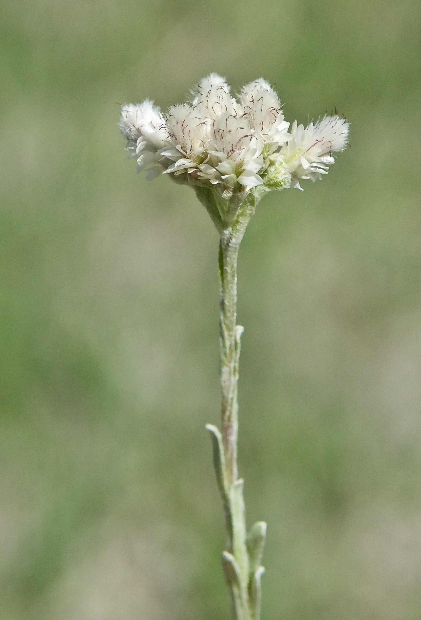 Alpine Pussytoes Antennaria umbrinella