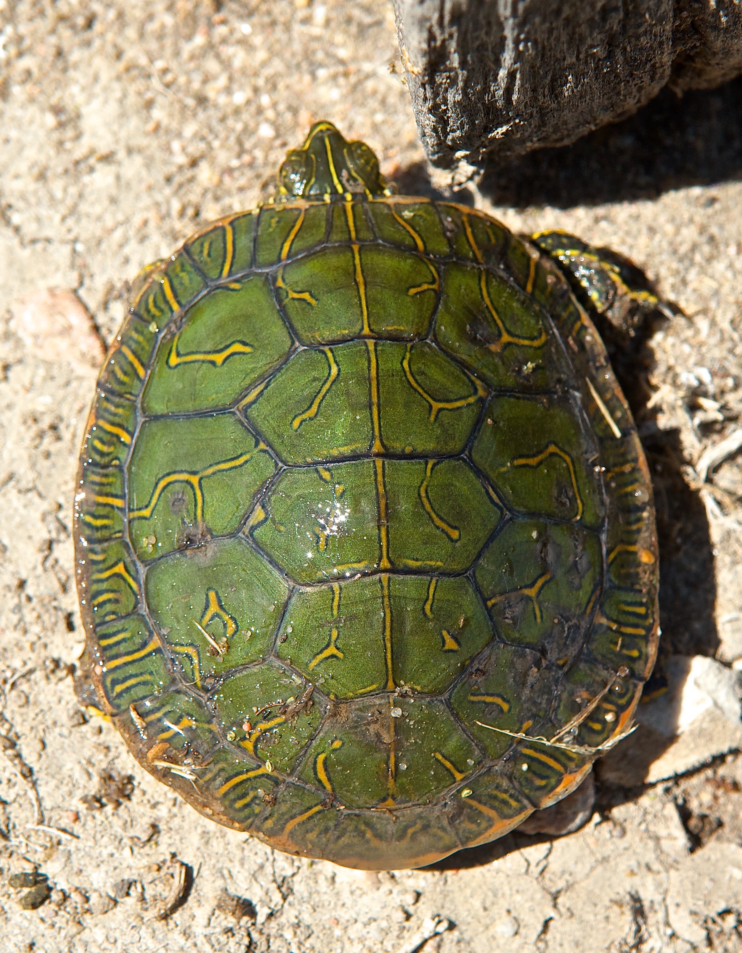 Baby Painted Turtle