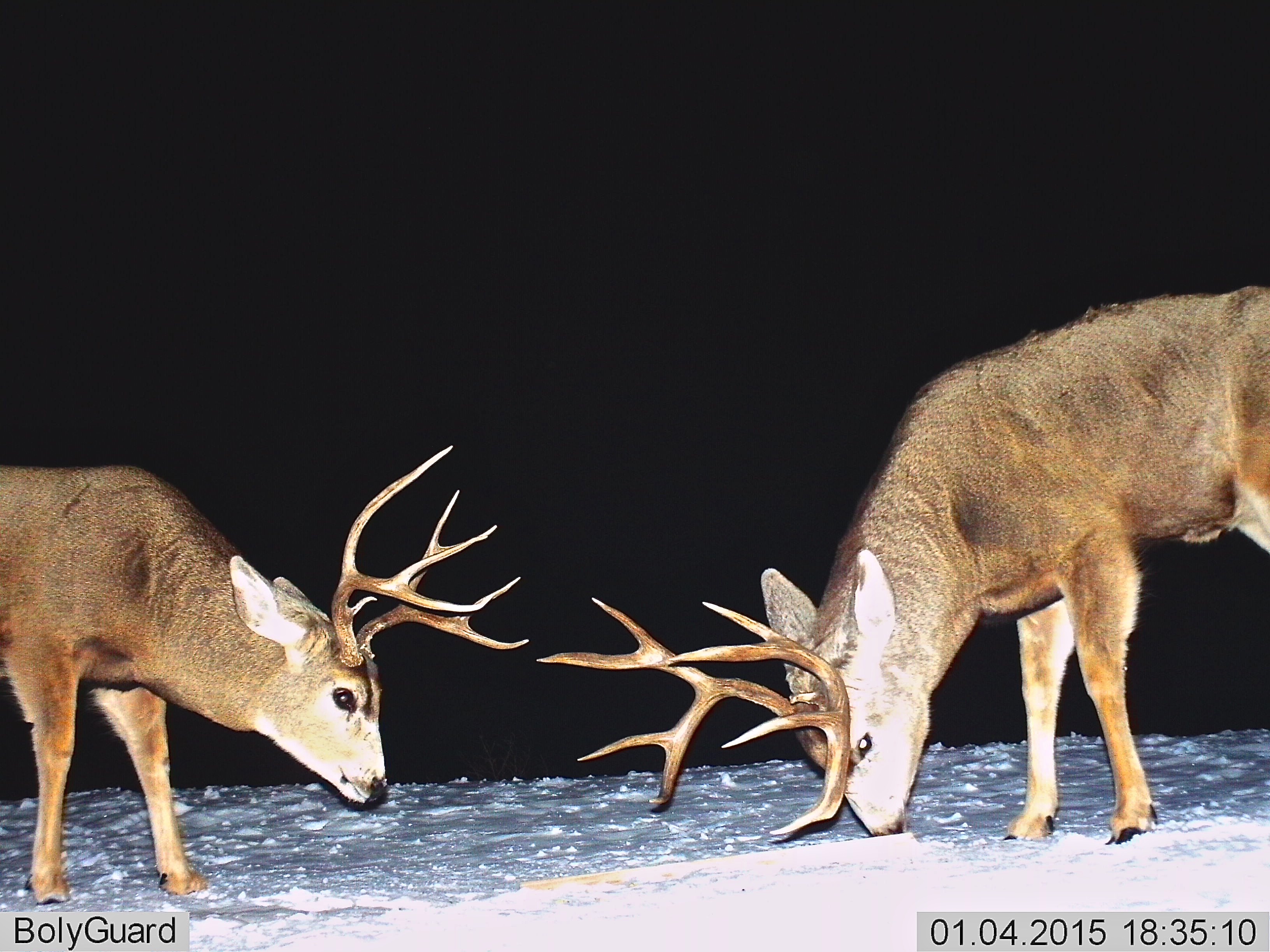 Split Ear and Perfect Rack (Mule Deer)