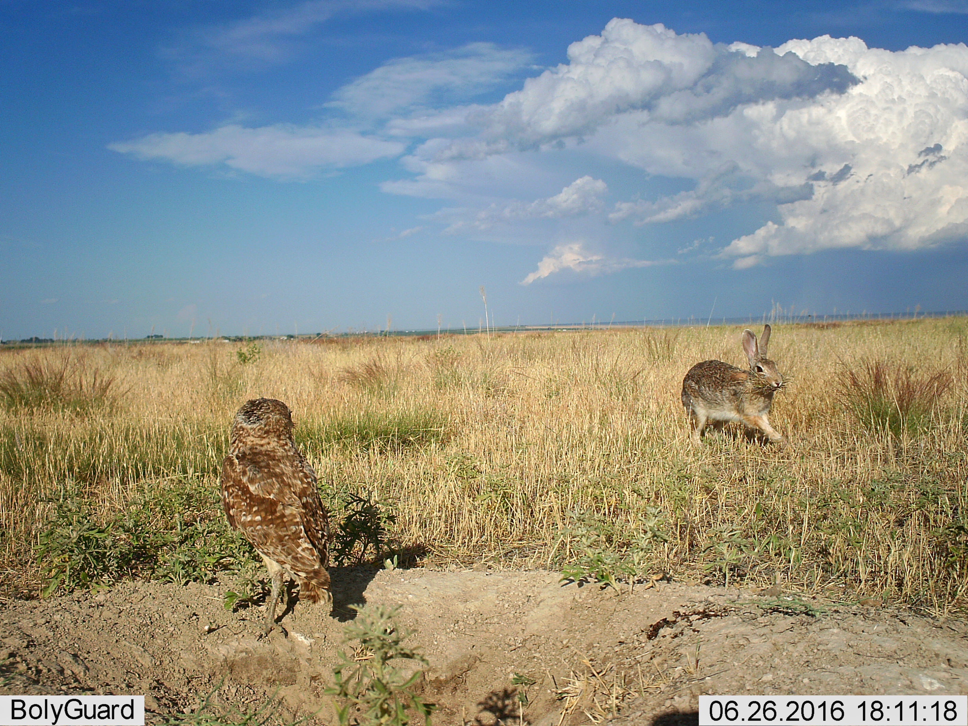 Burrowing Owl and Jackrabbit