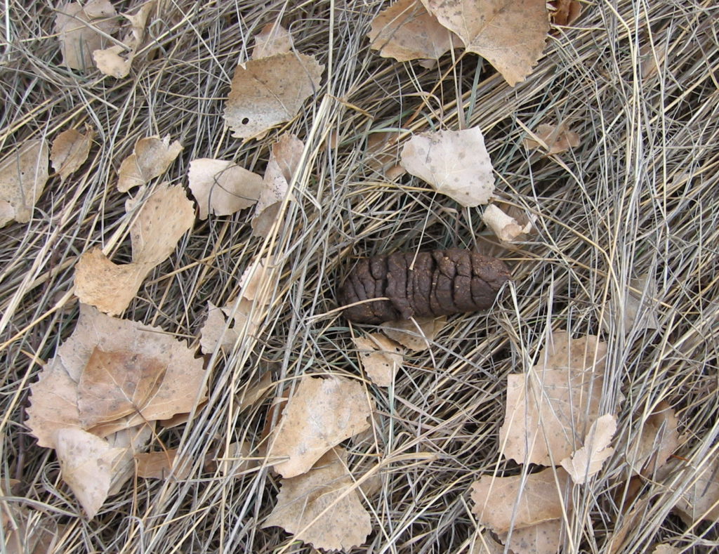 Deer Spore and Skat - Plants and Animals of Northeast Colorado