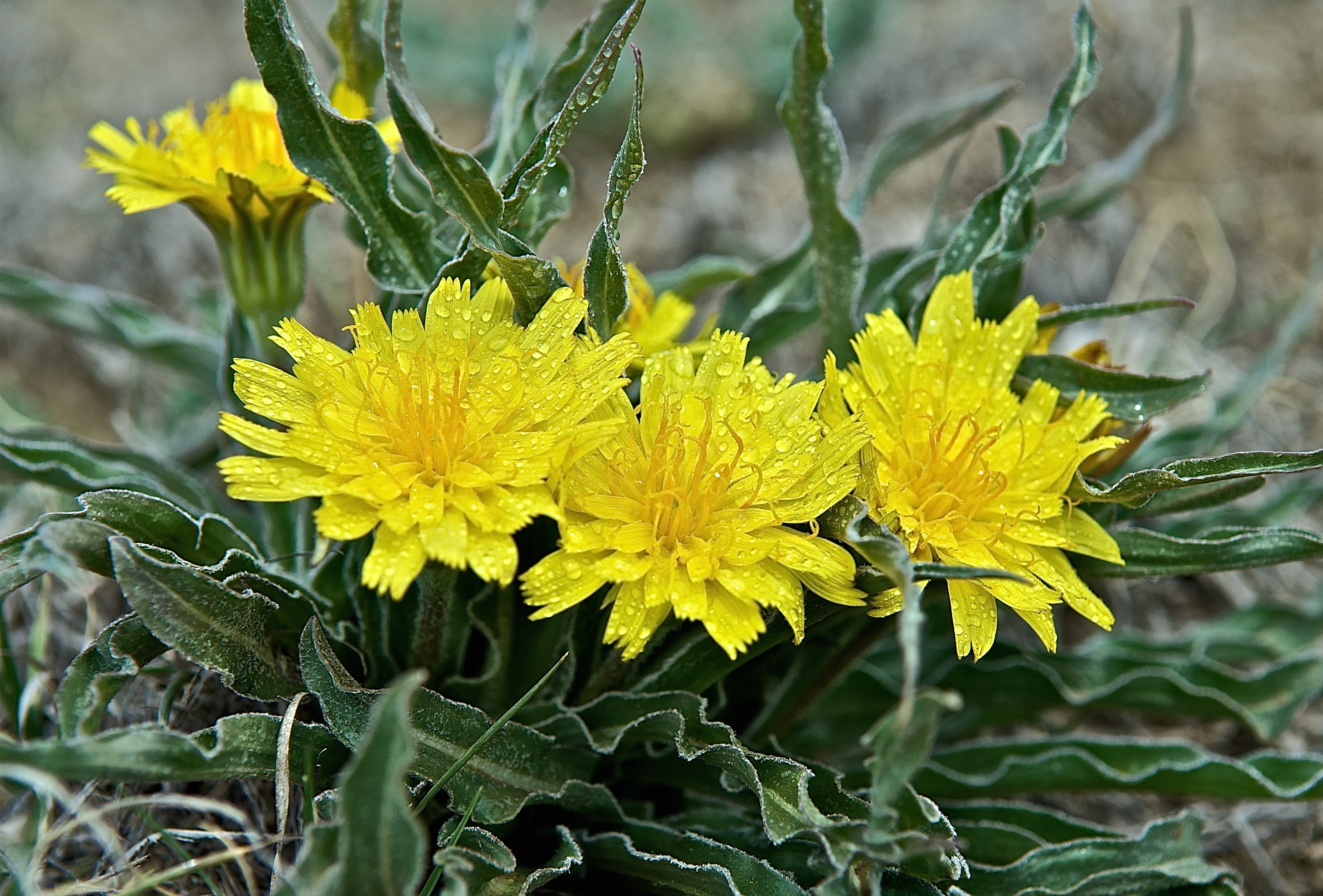 Wavyleaf Dandelion (Nothocalais cuspidata-Asteraceae)