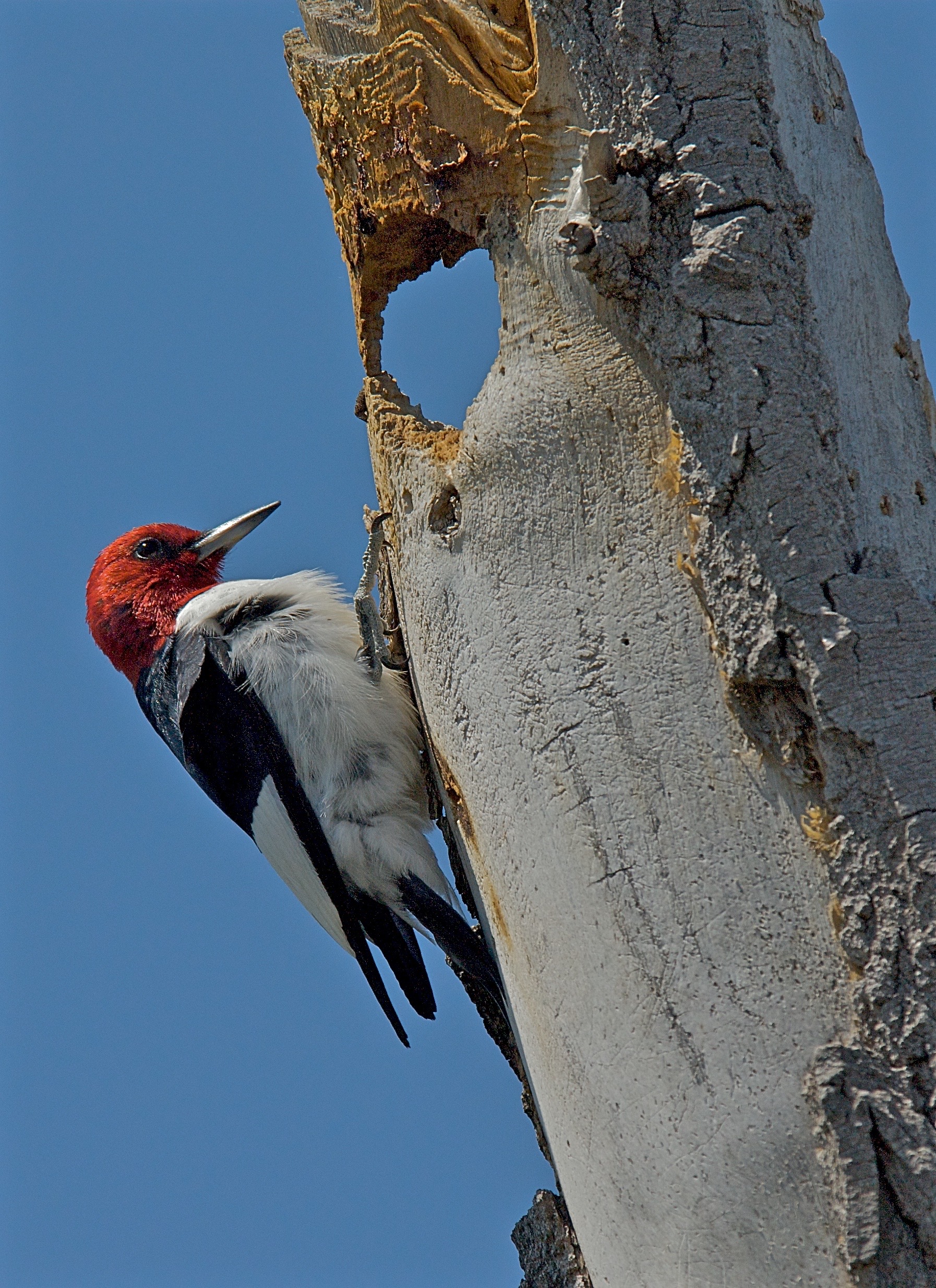 Red-Headed Woodpecker