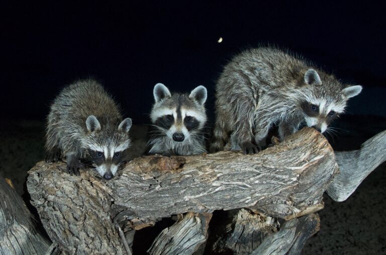 are raccoons nocturnal only