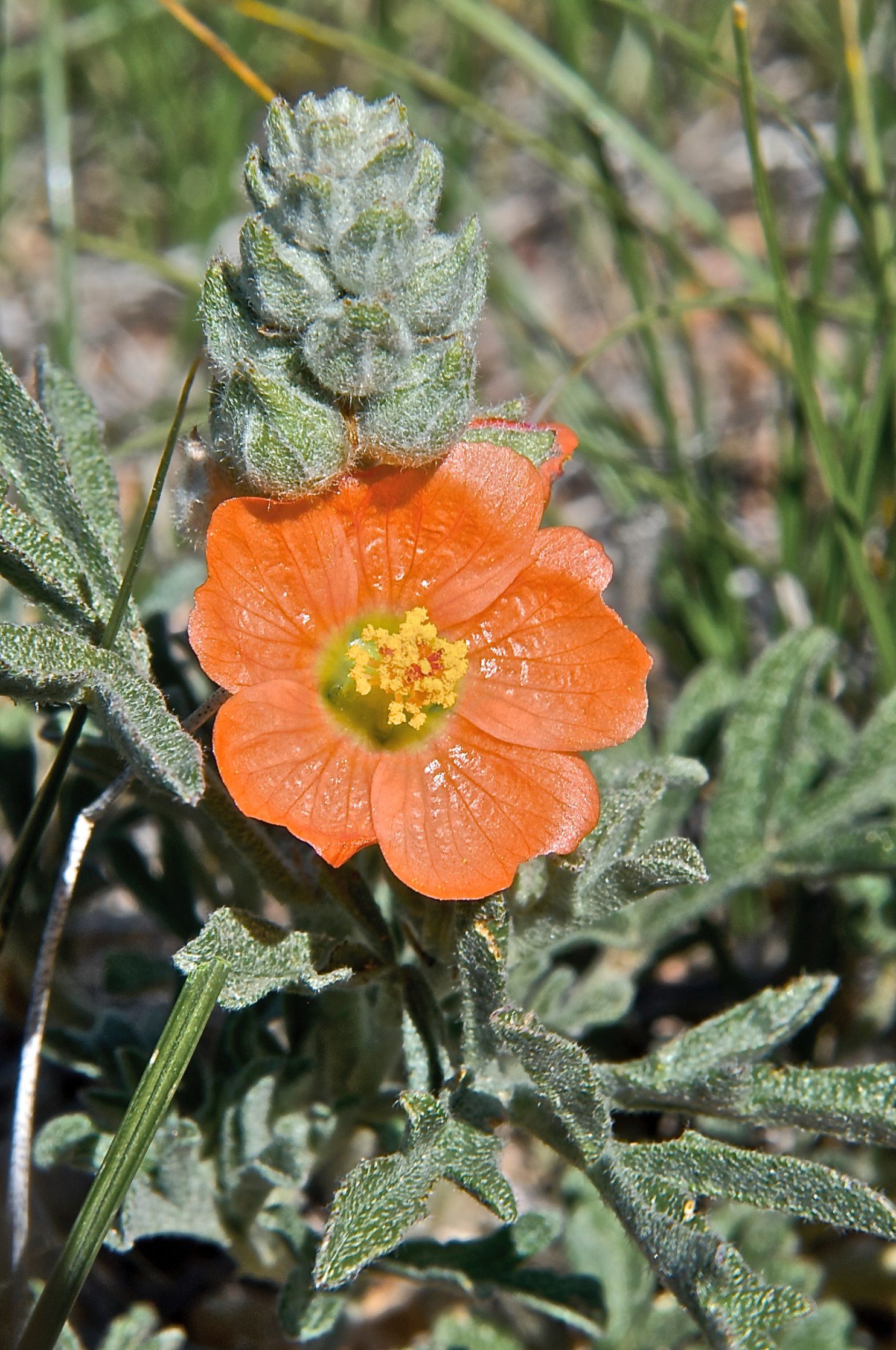 Copper Globe Mallow (Sphaeraicea coccinea) Plants and Animals of