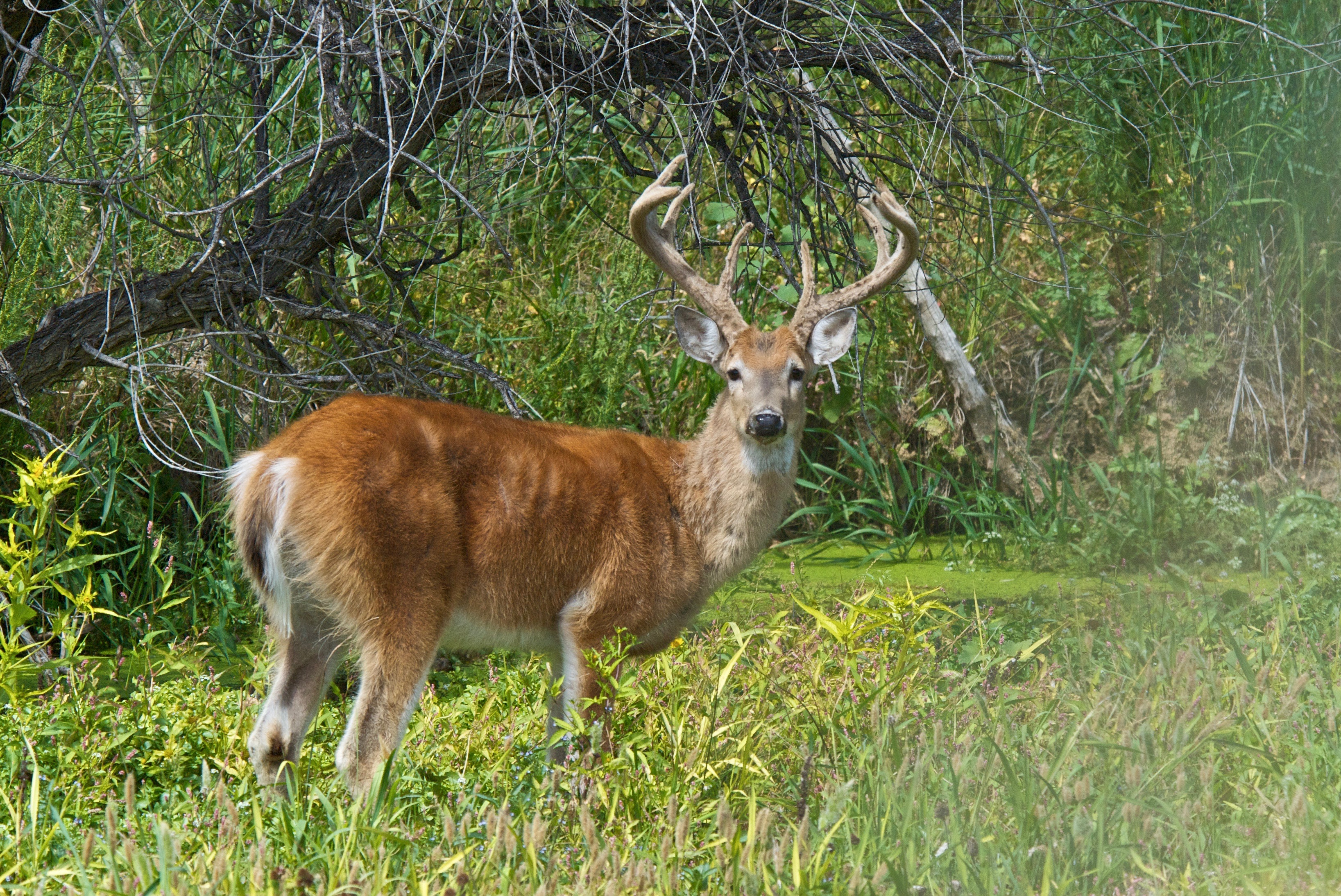 White-Tailed Deer Buck