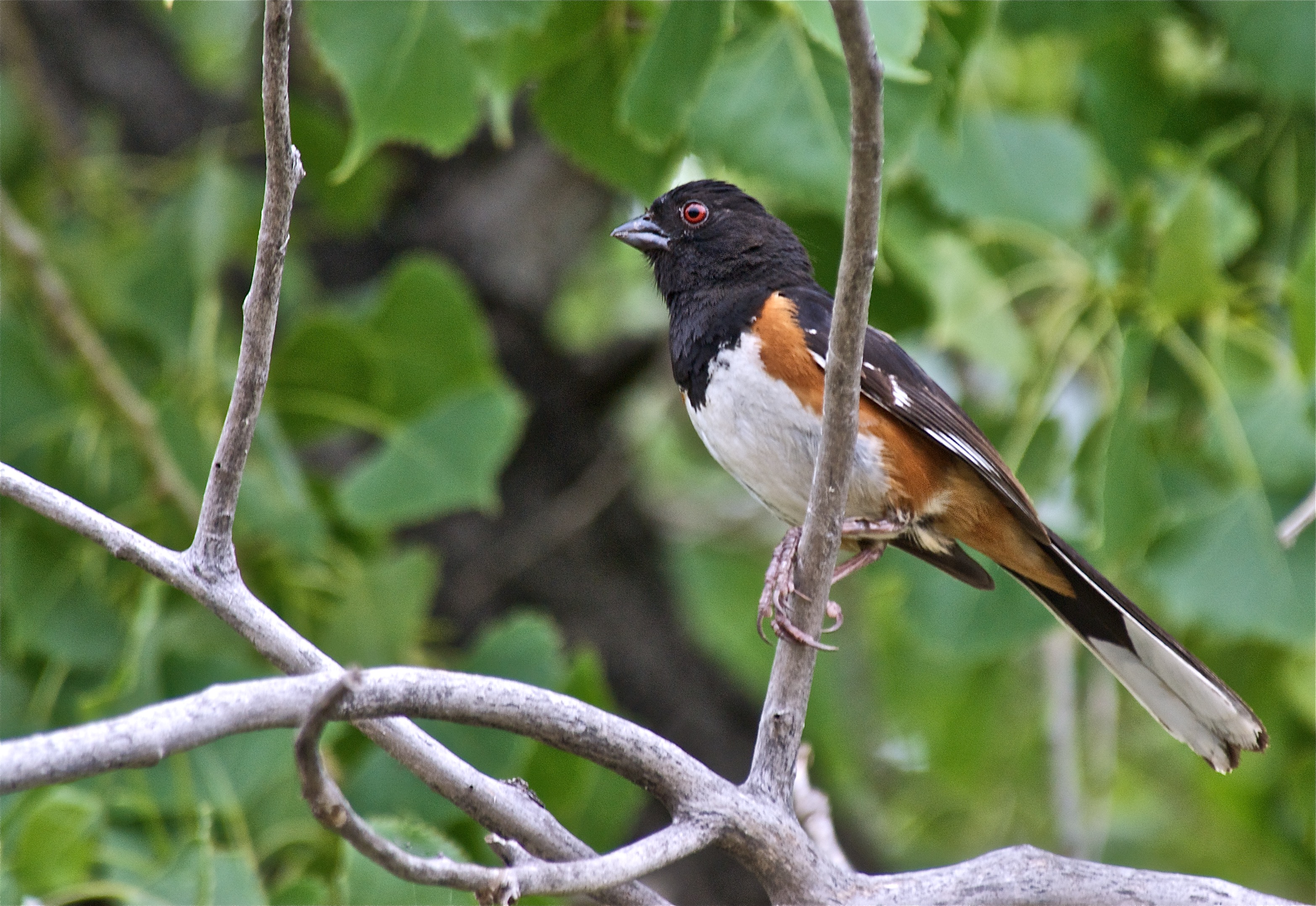 Eastern Towhee?