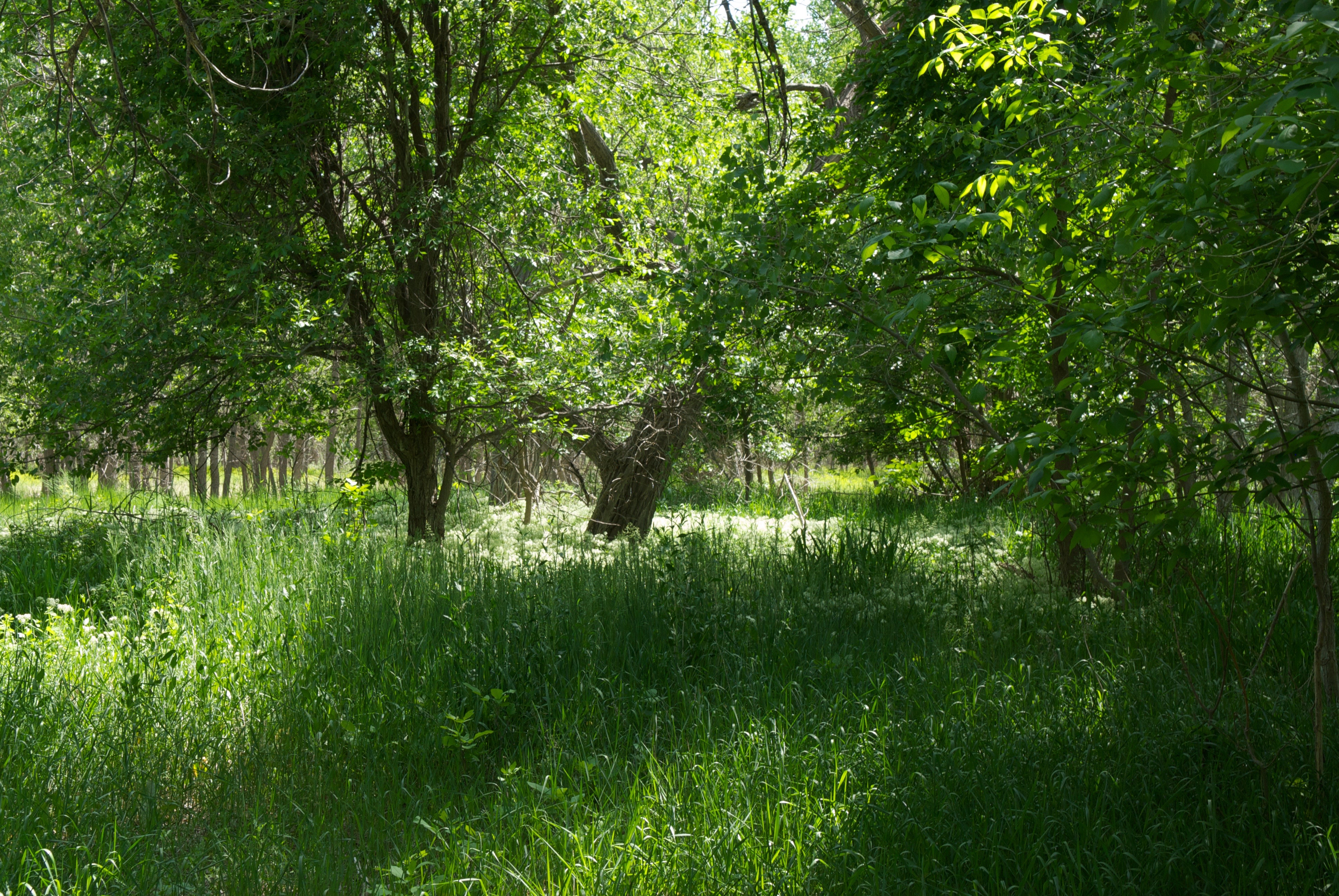 South Platte near Sterling