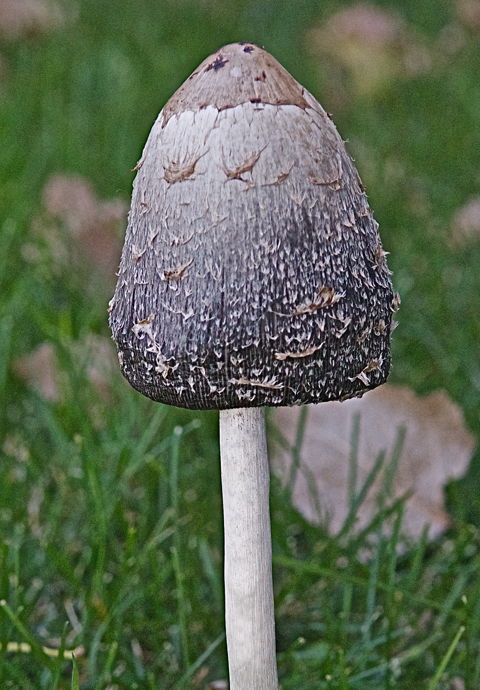 Shaggy Mane Mushroom (Coprinus Comatus) (day 2)