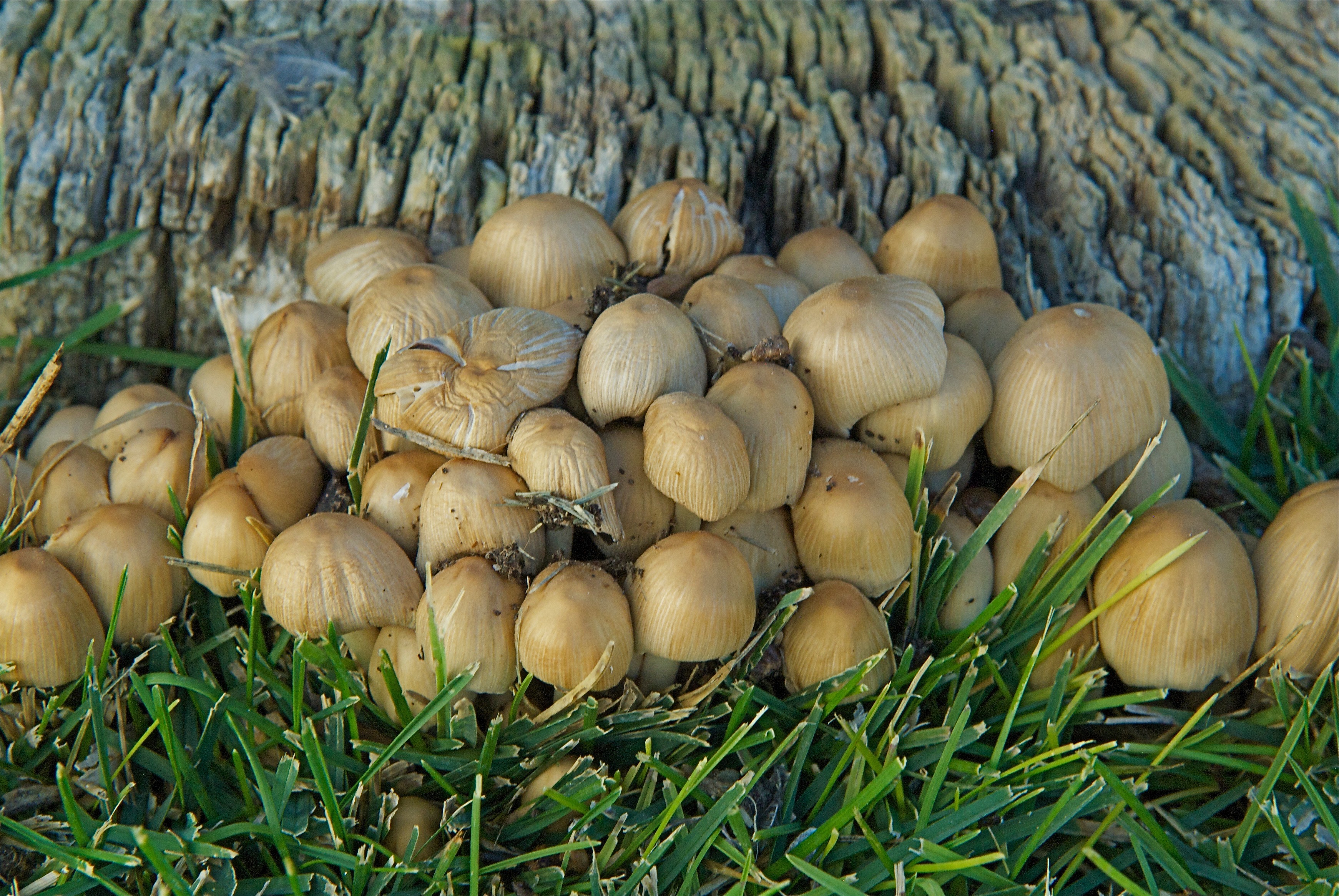 Mica Cap Mushroom (Coprinus micaceus)