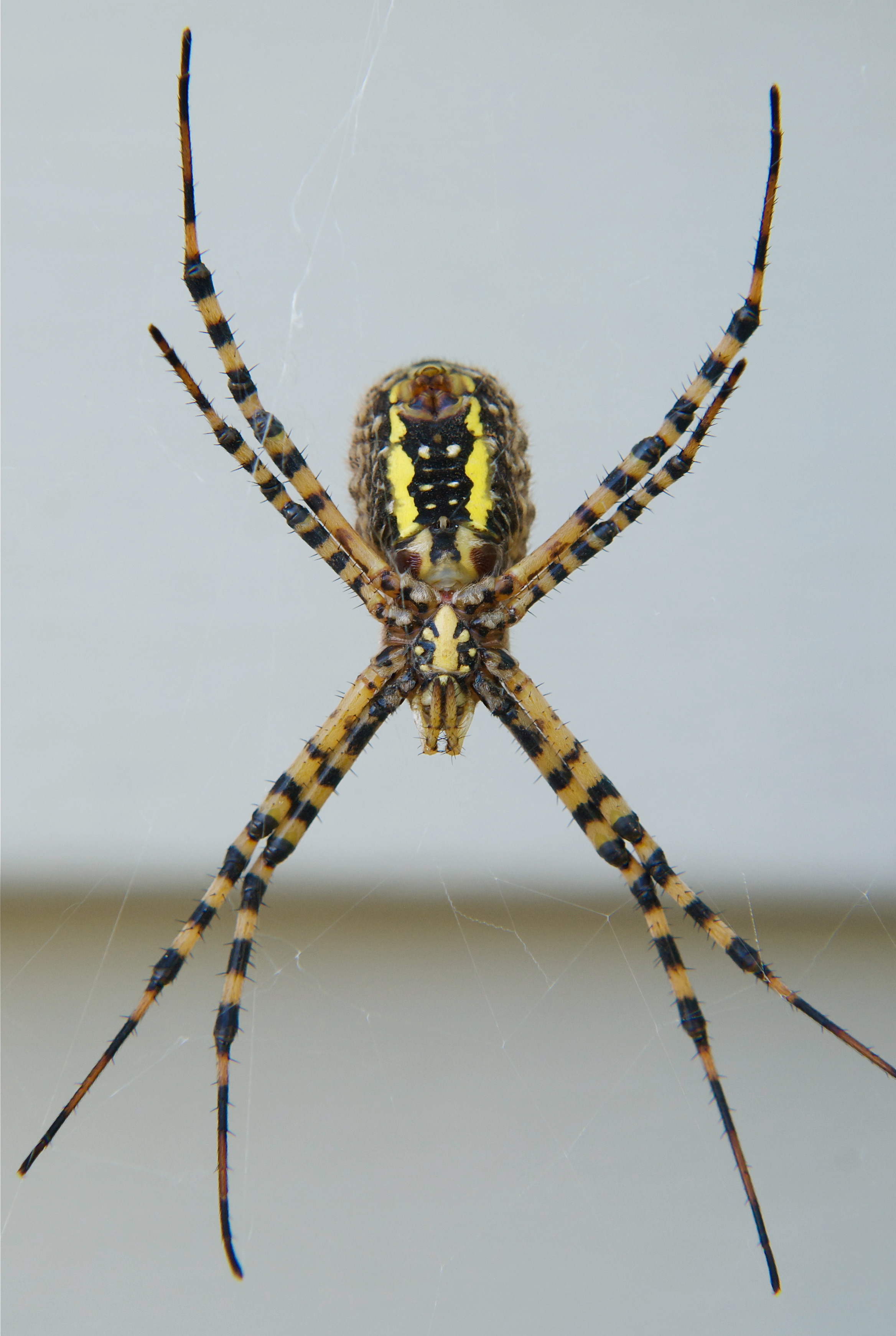 Banded Garden Spider Argiope Trifasciata Plants And Animals Of