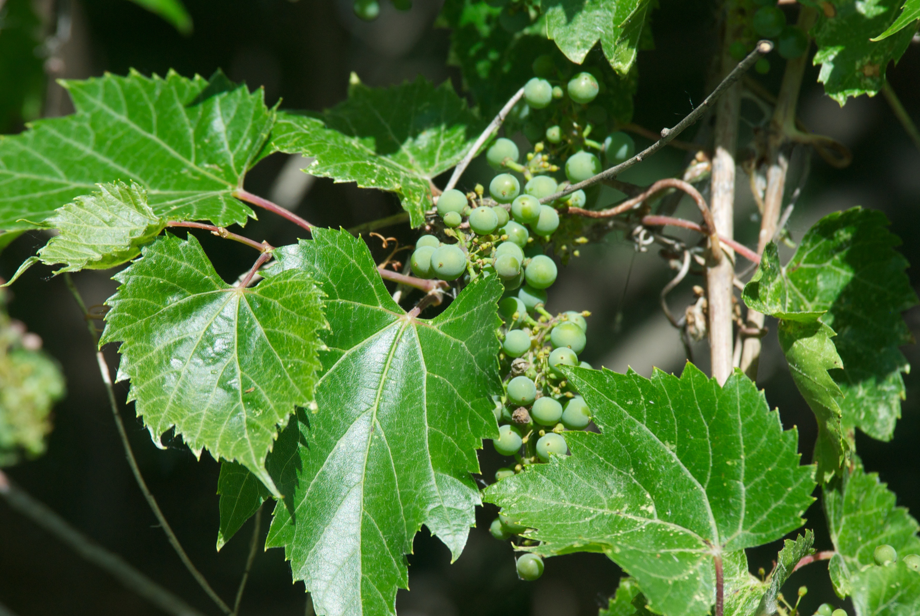 Grapes at the River