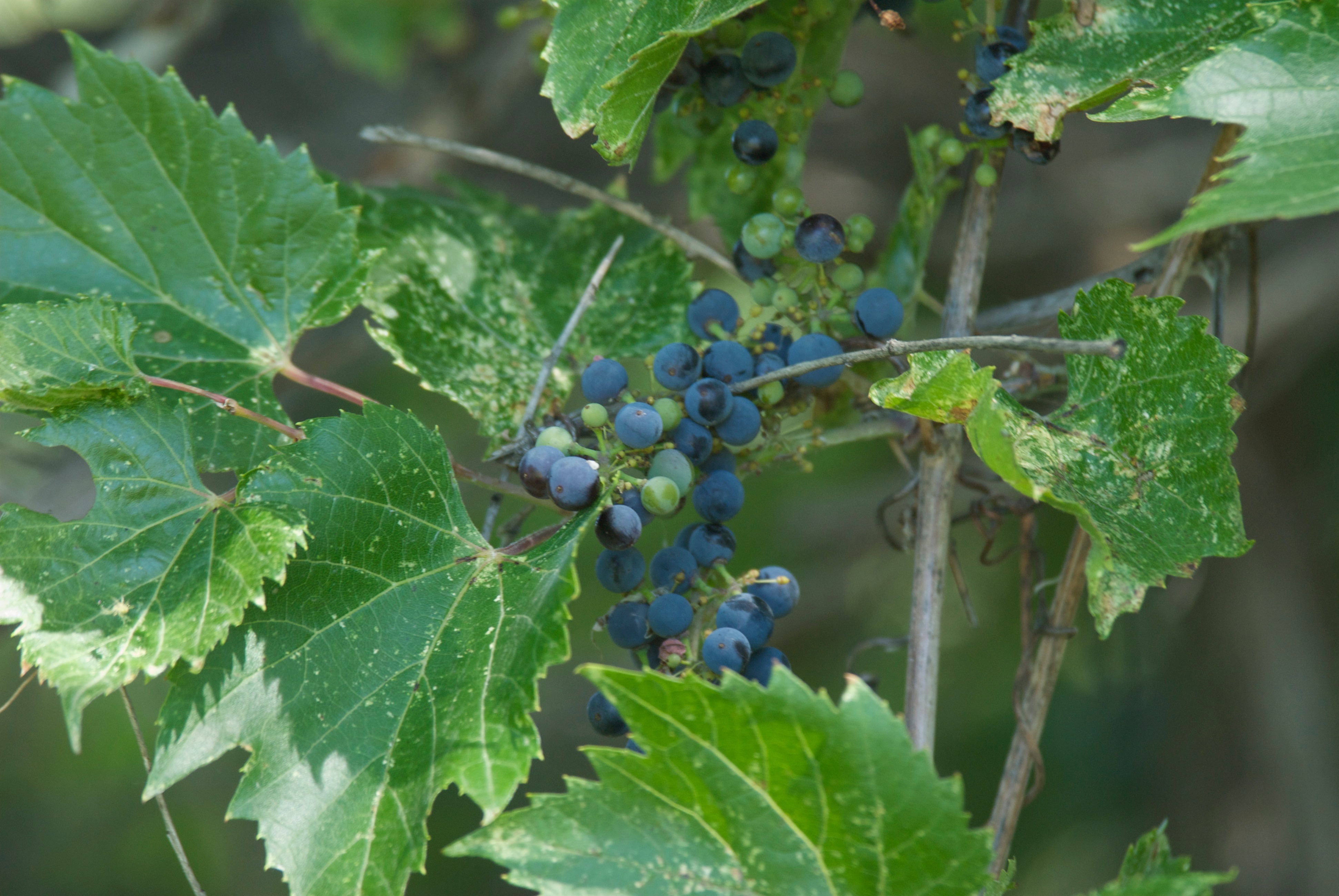 Grapes at the River (Vitis riparia)