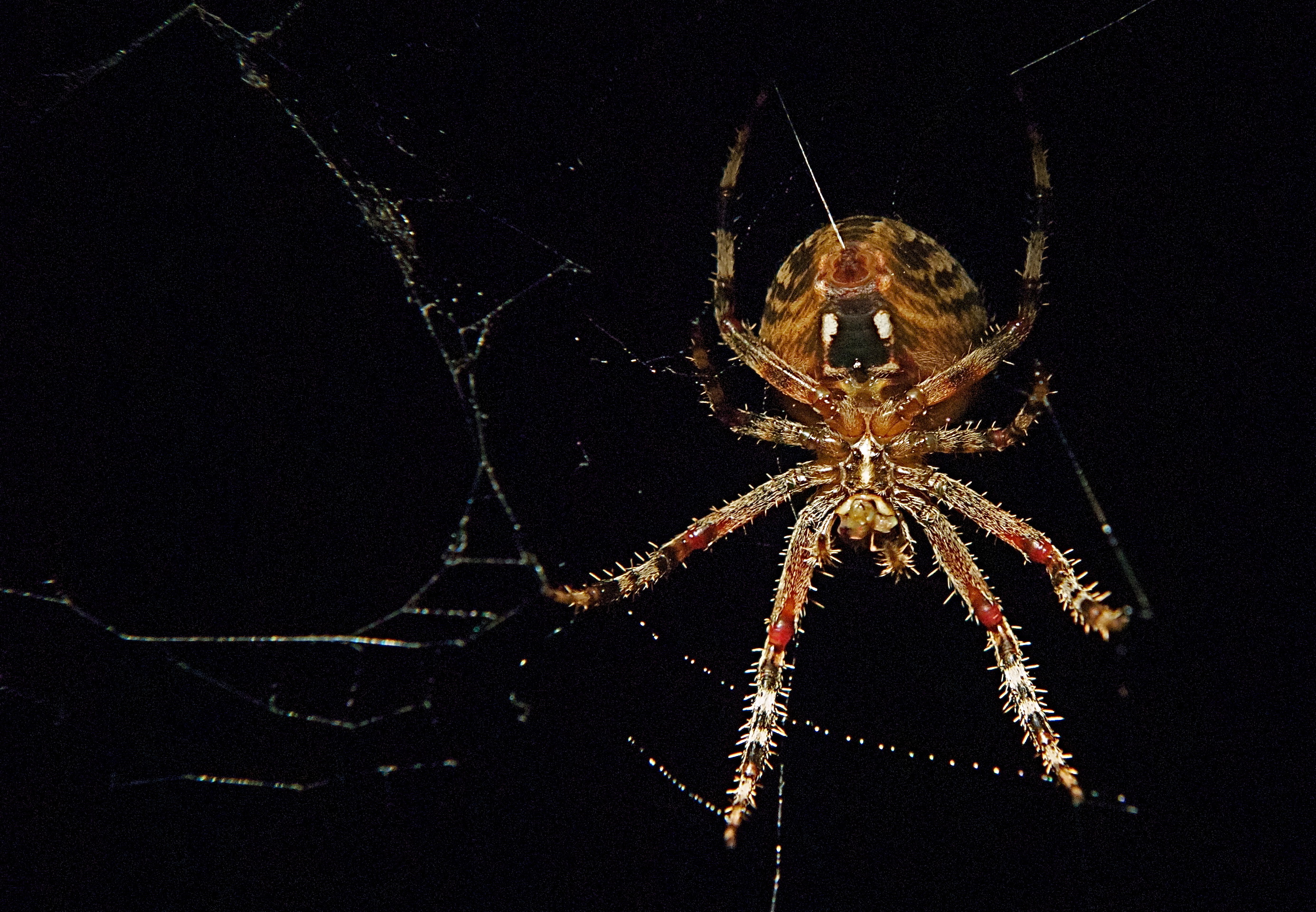 Orb-Weaving Spider (Botom shooting wed)