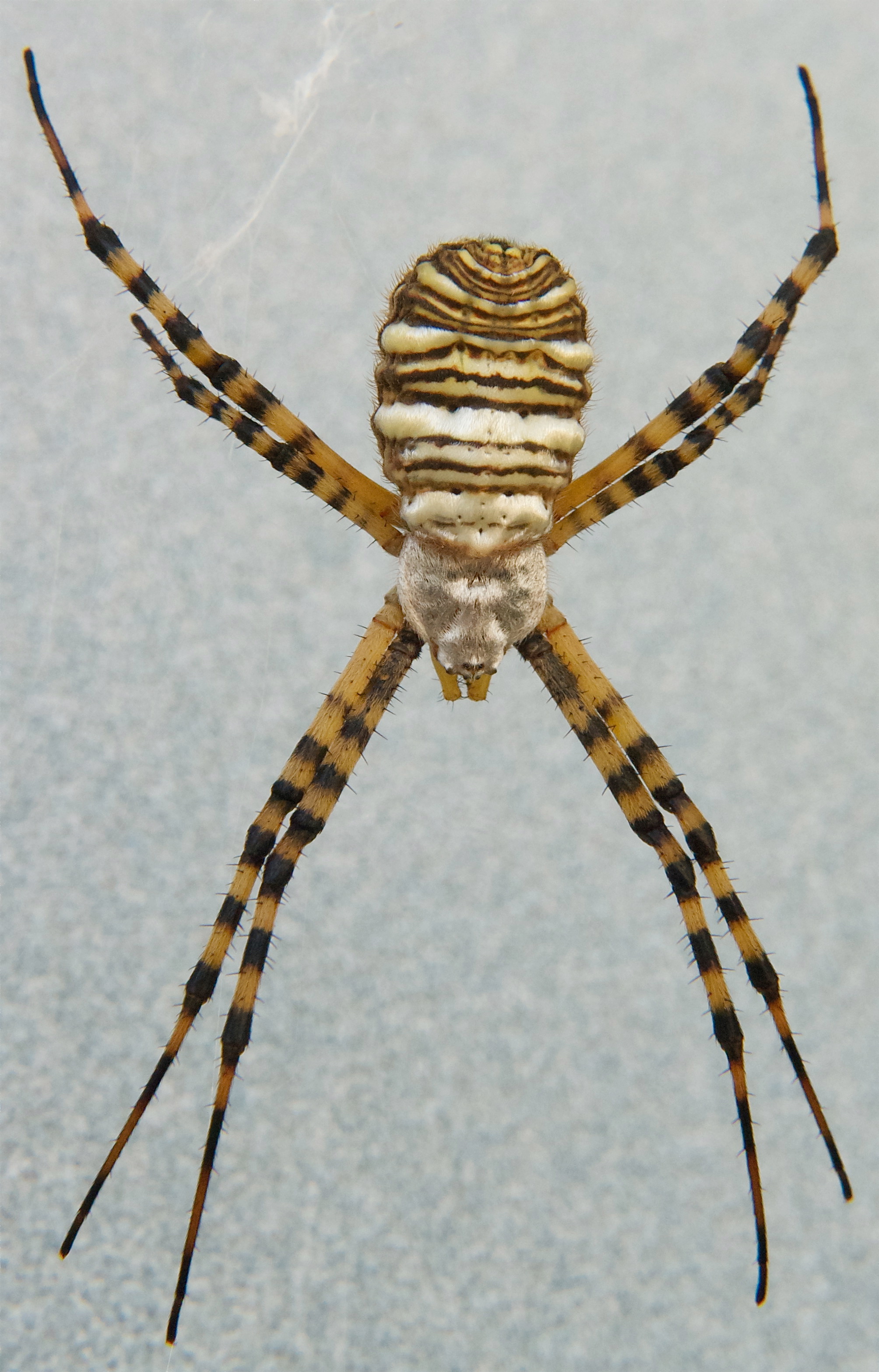 Banded Garden Spider Argiope Trifasciata Plants And Animals Of