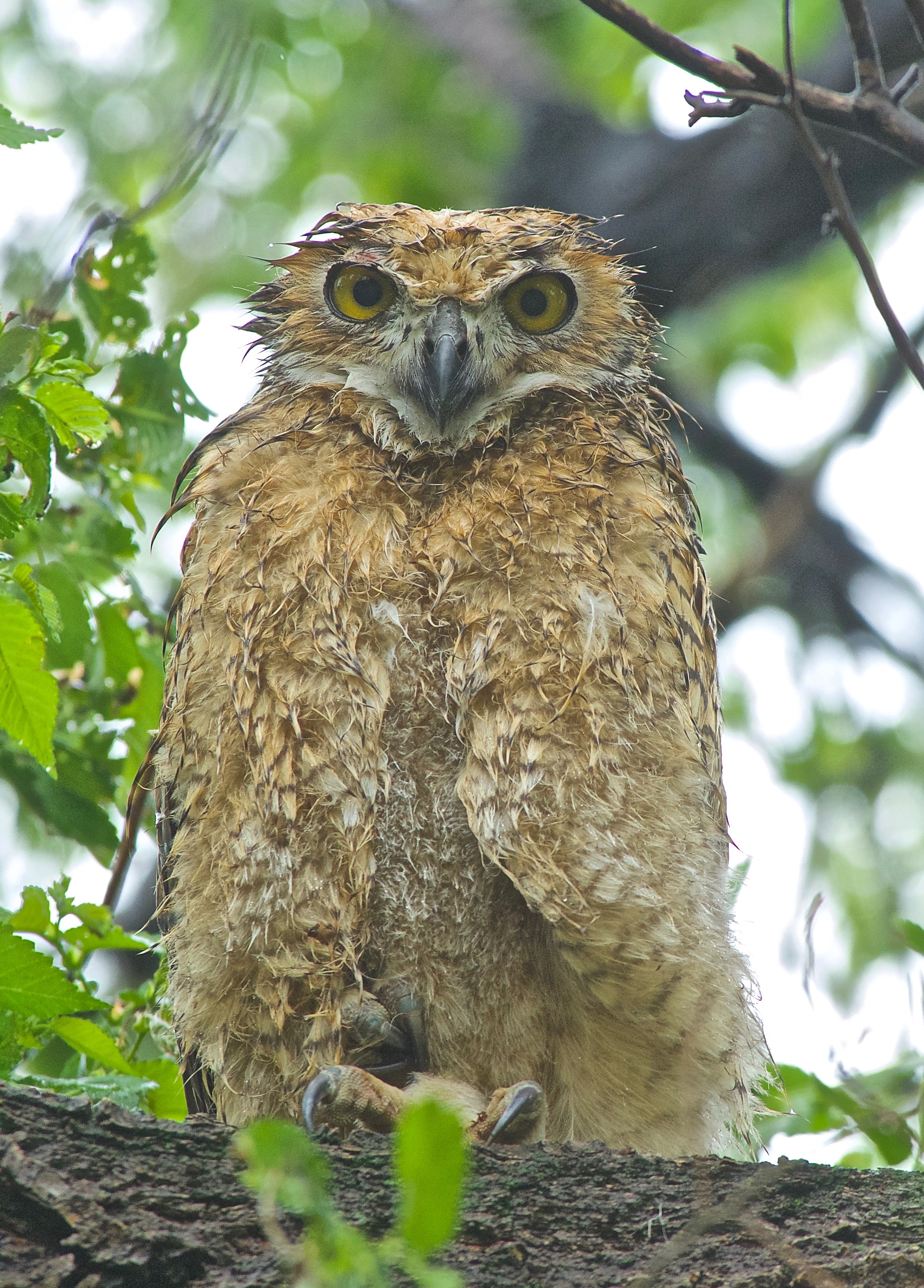 Young, wet Great-Horned Owl copy