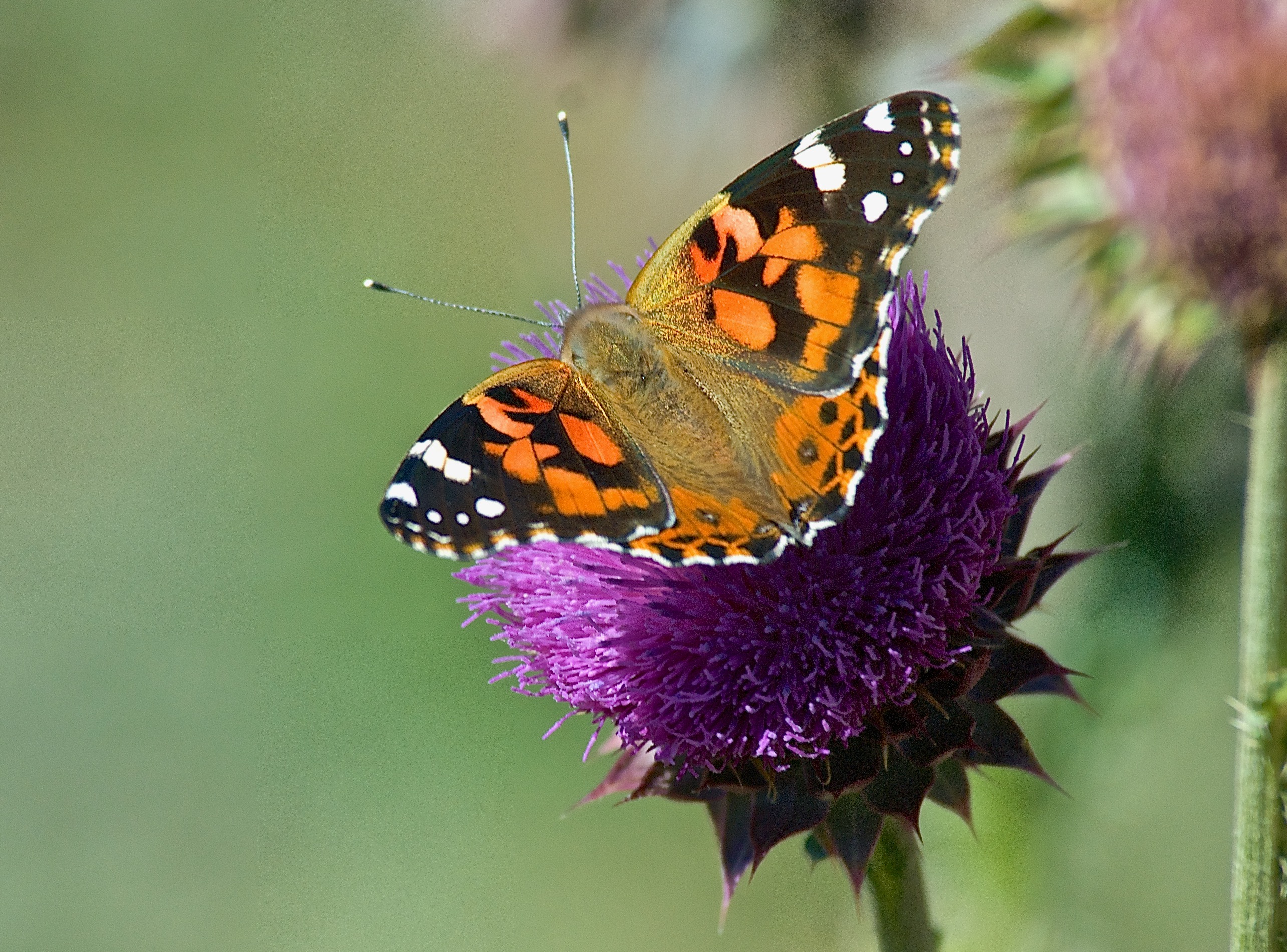 West Coast Lady Butterfly ((Vanessa annabella) on Musk Thistle