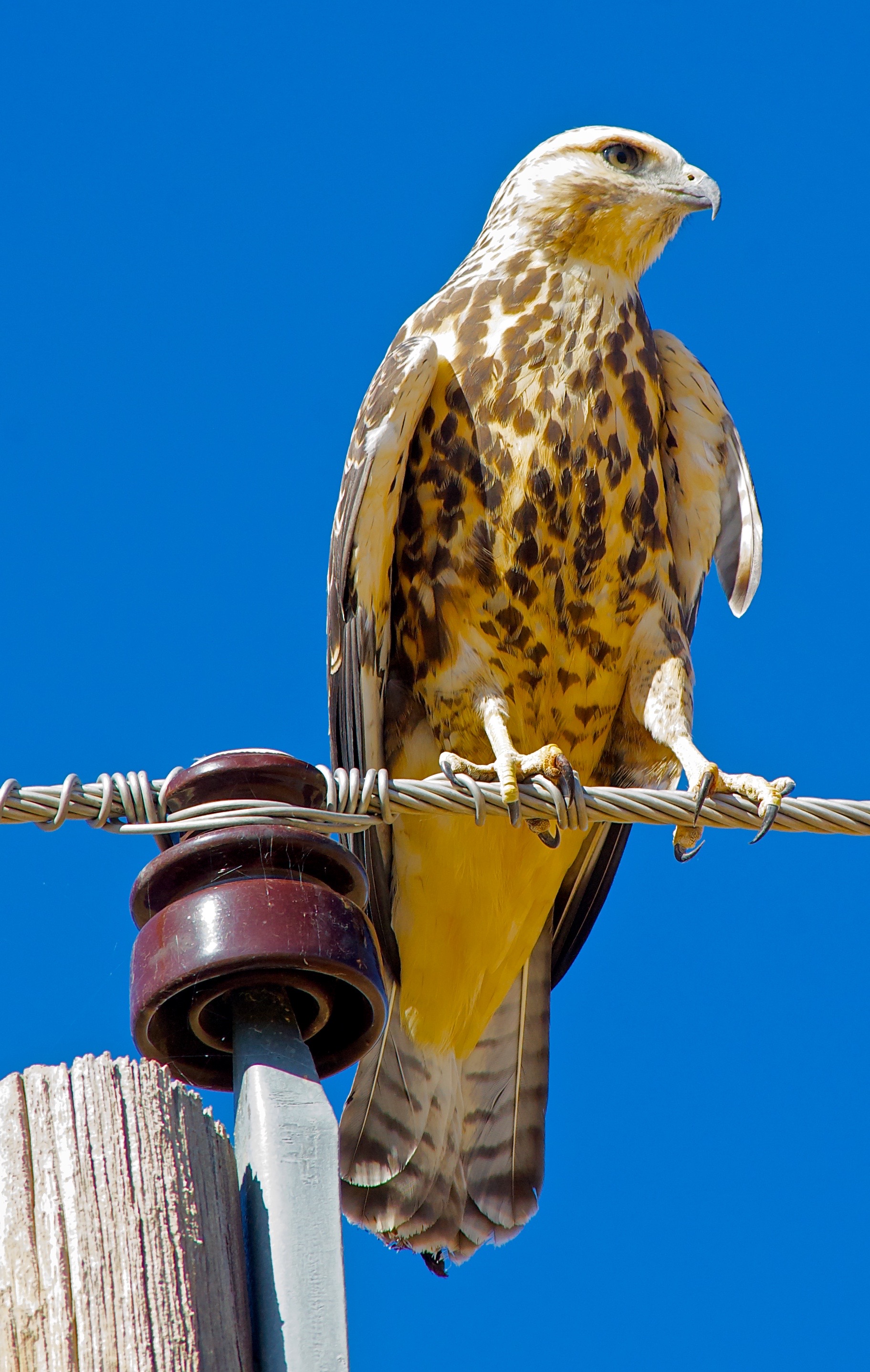 Immature Swainson's Hawk