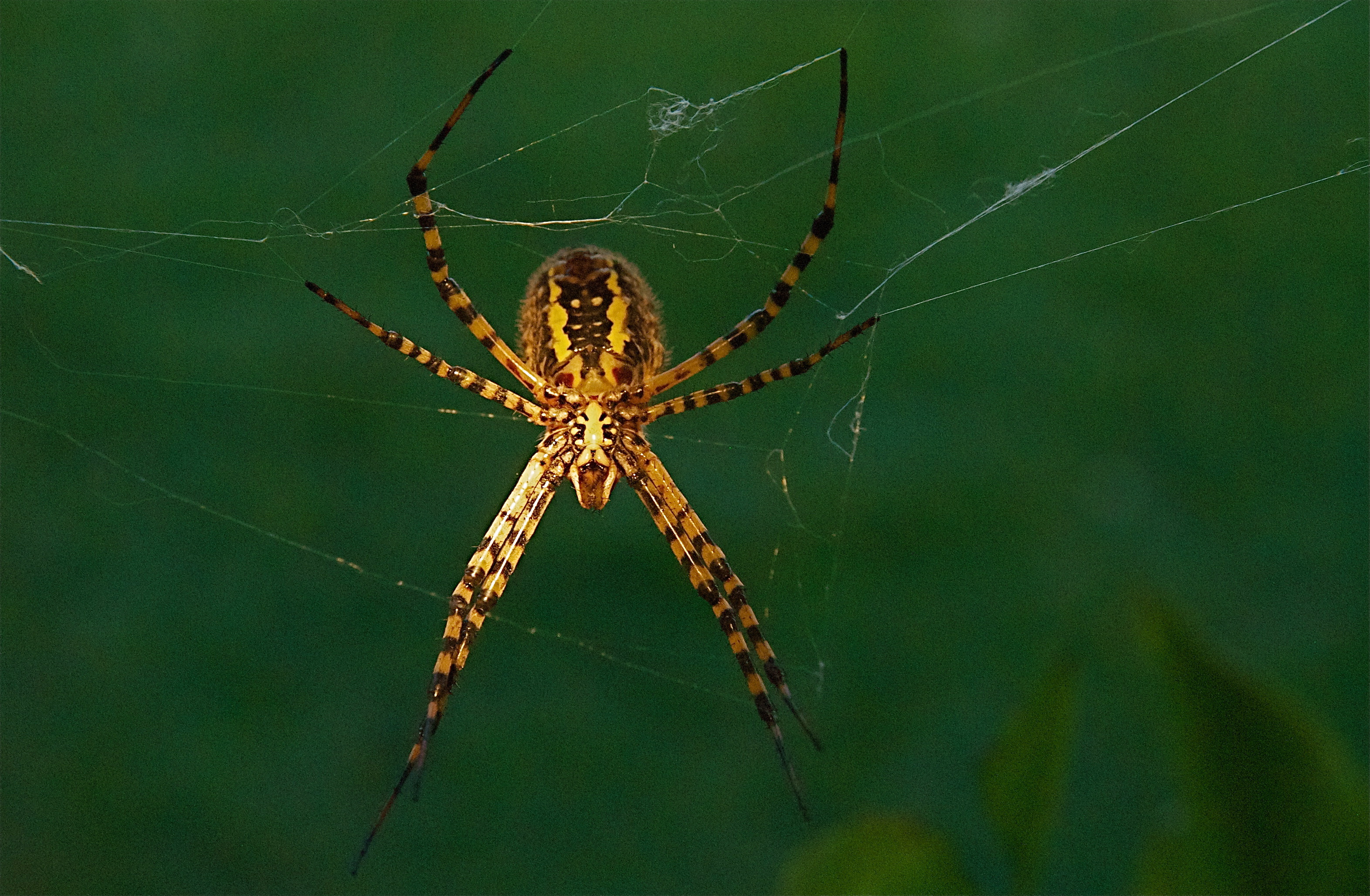 Banded Garden Spider Argiope